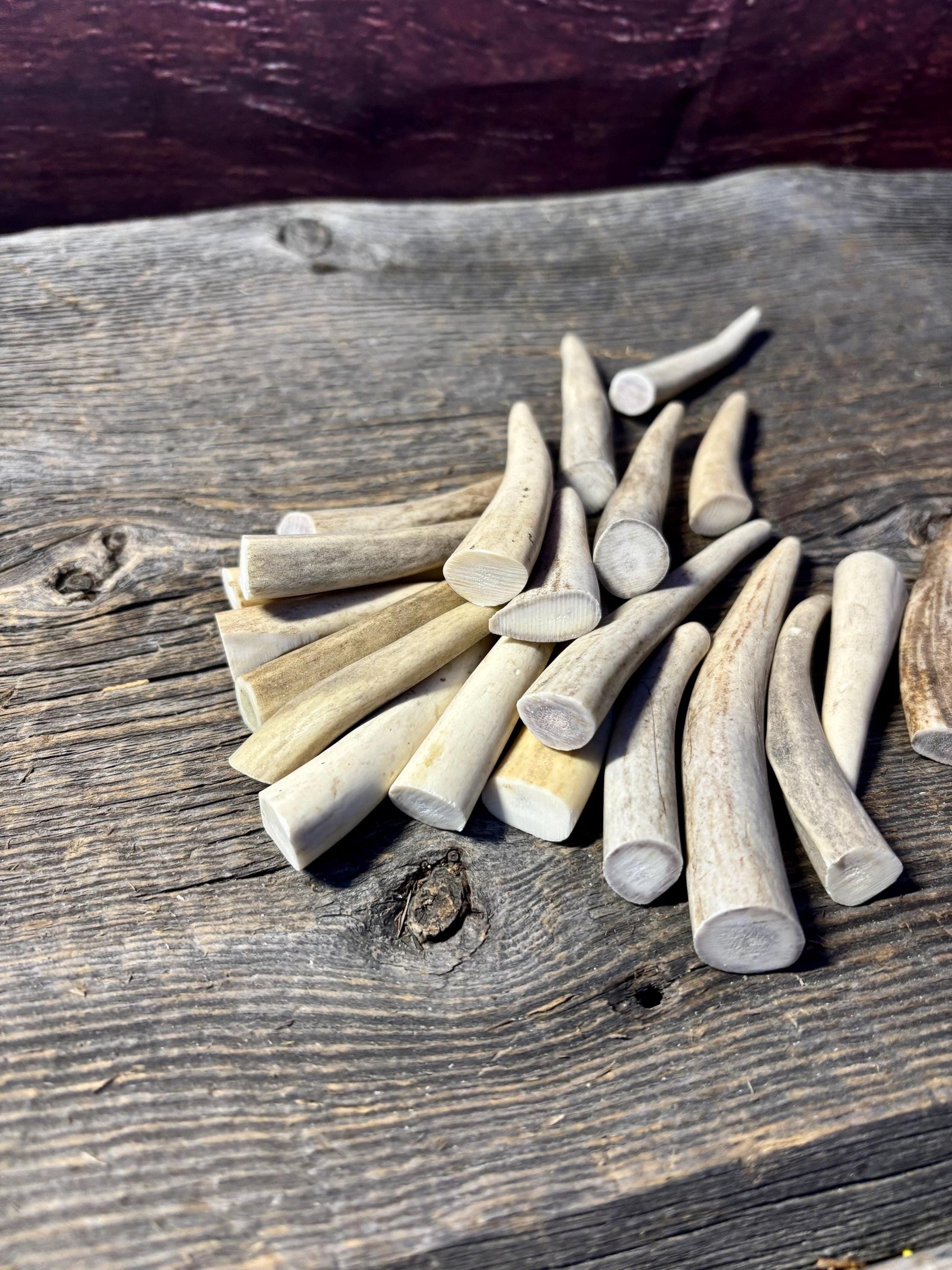 Small Antler Tips (20pcs) Very Good Condition Tips for Crafting Decor and More