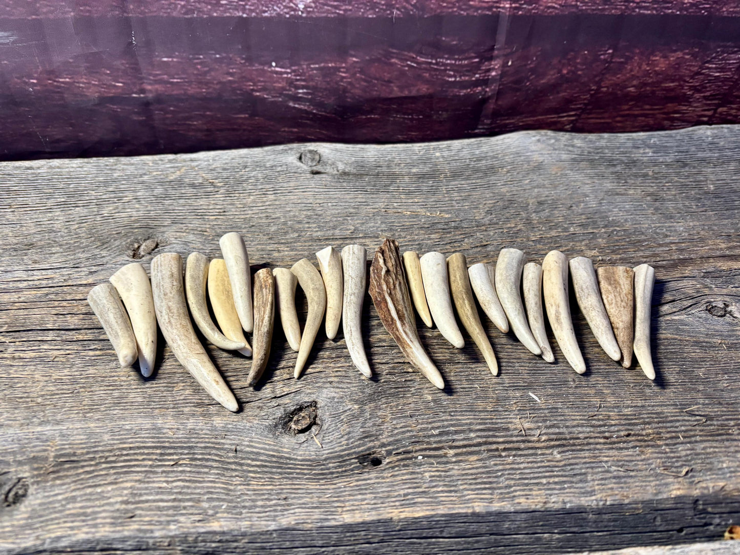 Small Antler Tips (20pcs) Very Good Condition Tips for Crafting Decor and More