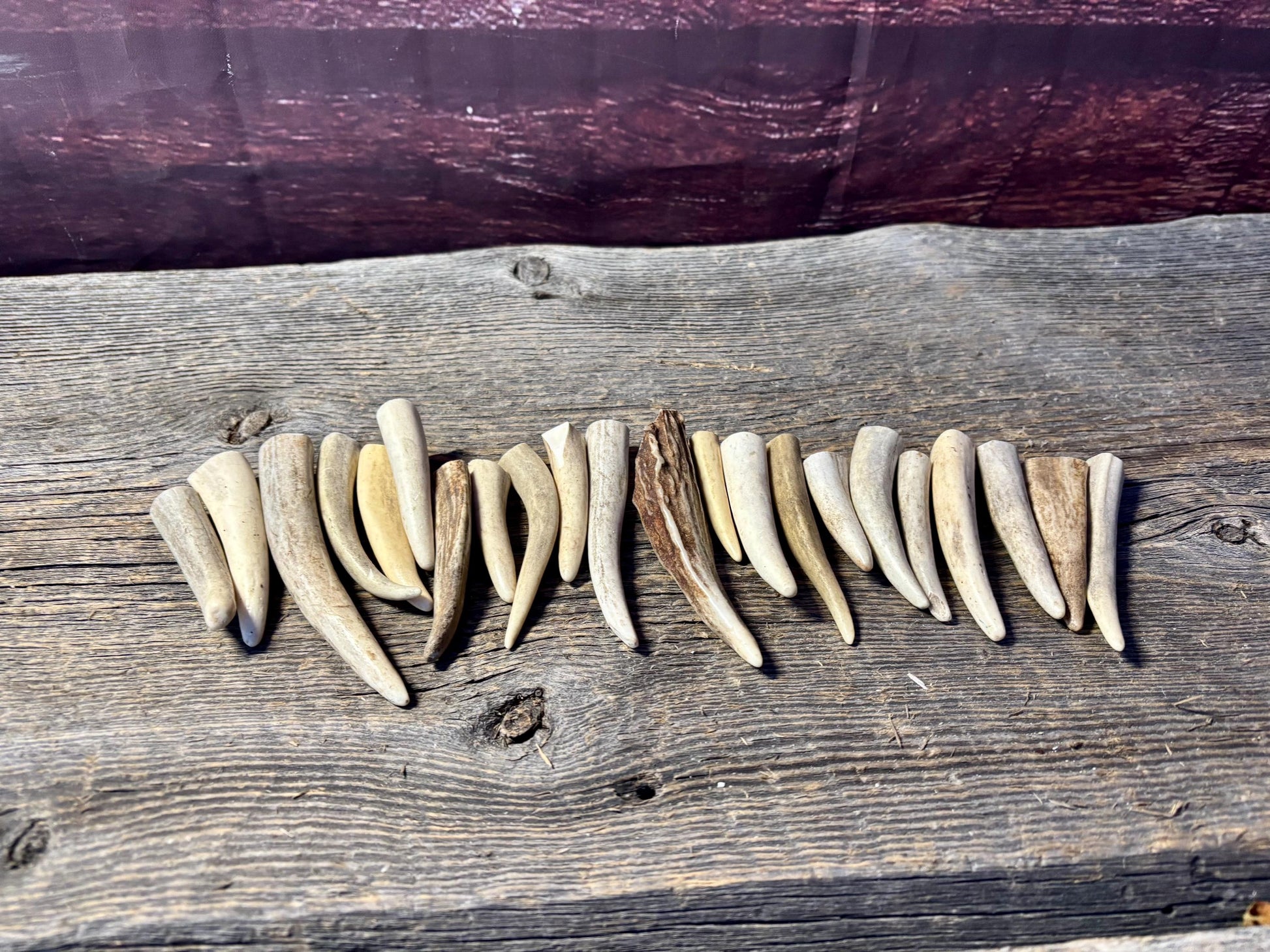Small Antler Tips (20pcs) Very Good Condition Tips for Crafting Decor and More