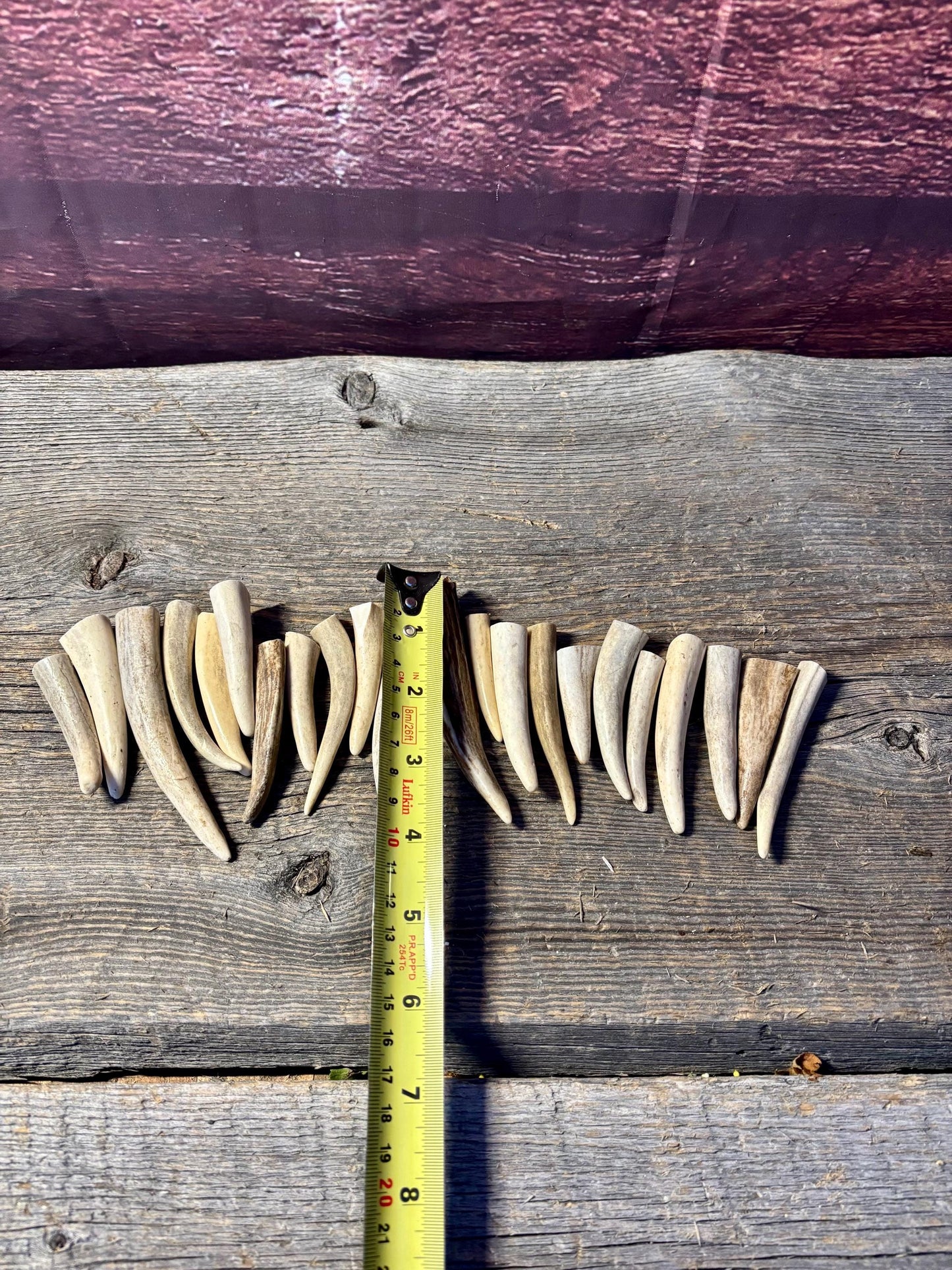 Small Antler Tips (20pcs) Very Good Condition Tips for Crafting Decor and More