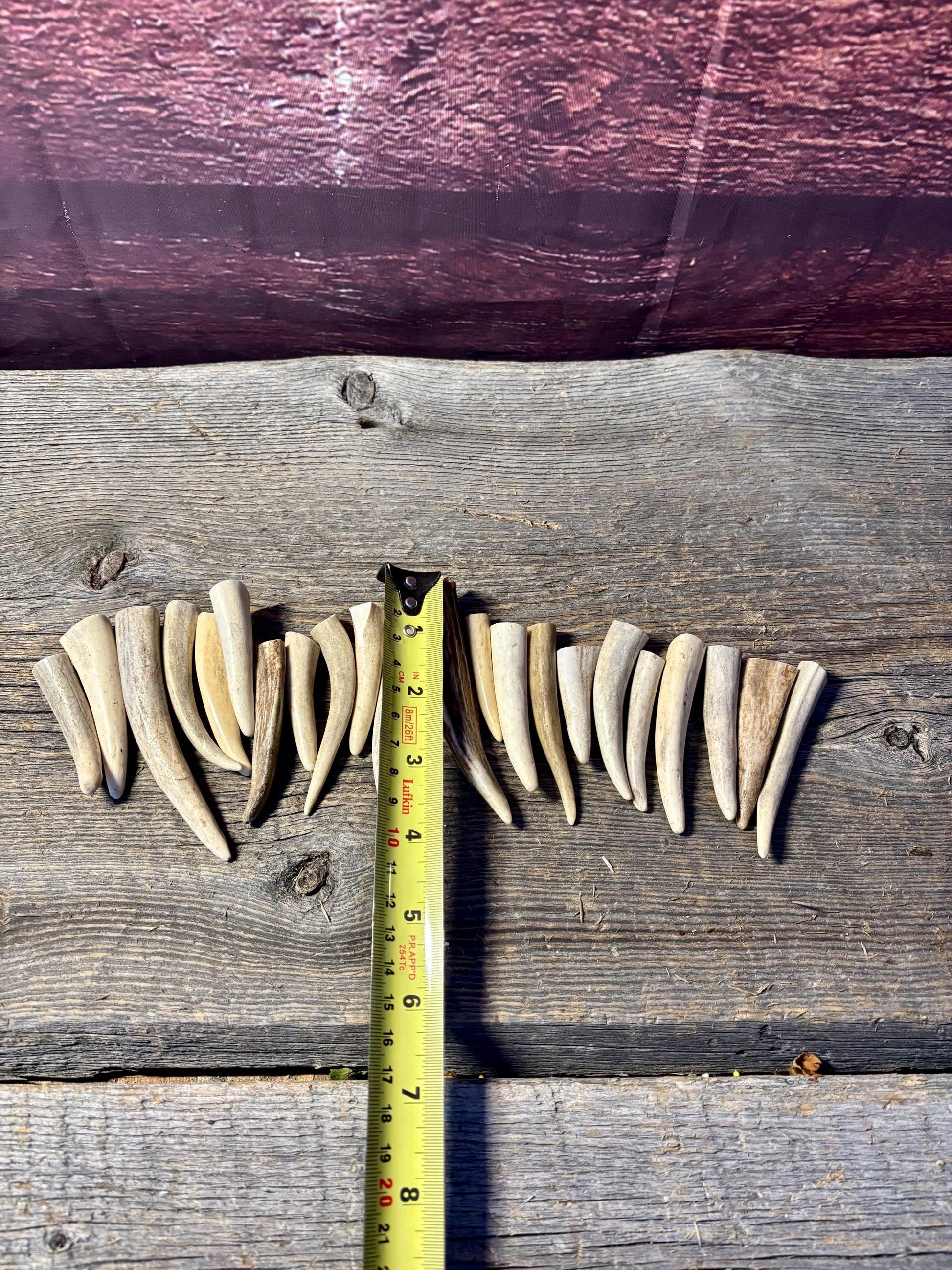 Small Antler Tips (20pcs) Very Good Condition Tips for Crafting Decor and More