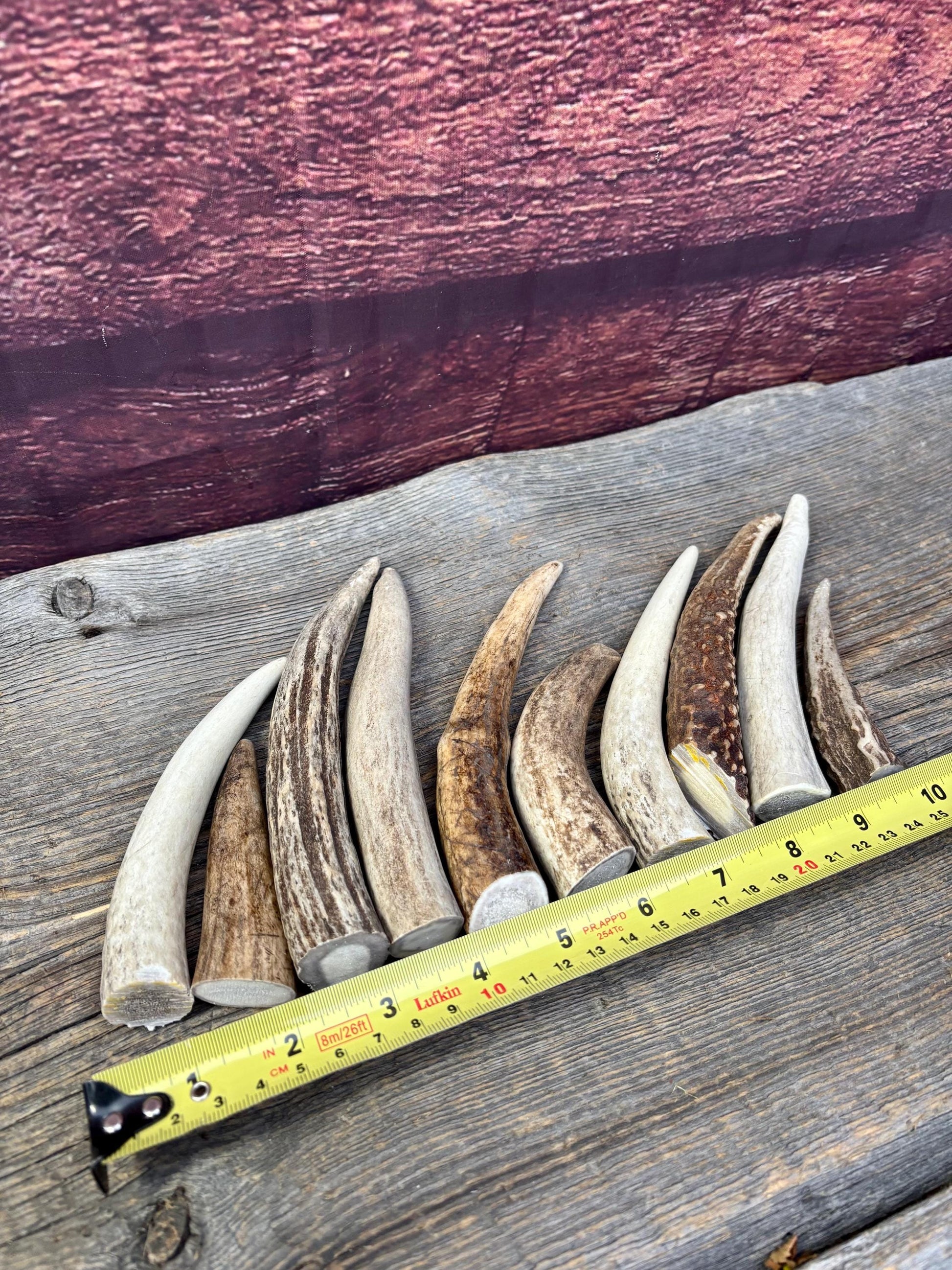 Medium sized Deer and Elk Fresh Antler Tips (10 pcs) - 3”-6” Tips or "Dinosaur Teeth" for Crafting, Decor and More