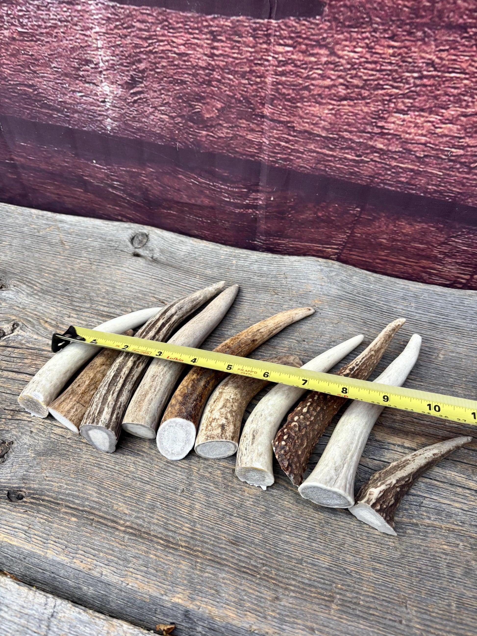 Medium sized Deer and Elk Fresh Antler Tips (10 pcs) - 3”-6” Tips or "Dinosaur Teeth" for Crafting, Decor and More