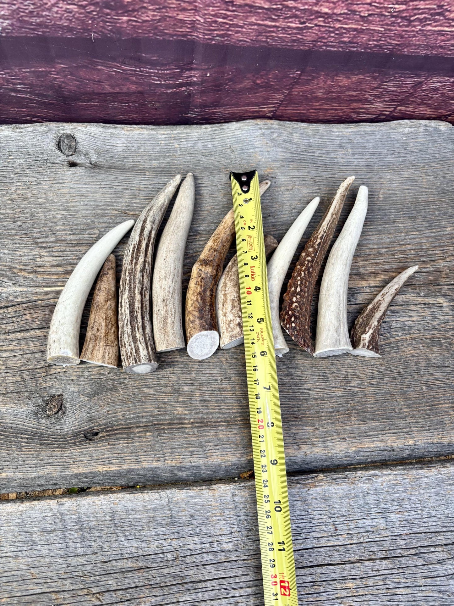 Medium sized Deer and Elk Fresh Antler Tips (10 pcs) - 3”-6” Tips or "Dinosaur Teeth" for Crafting, Decor and More