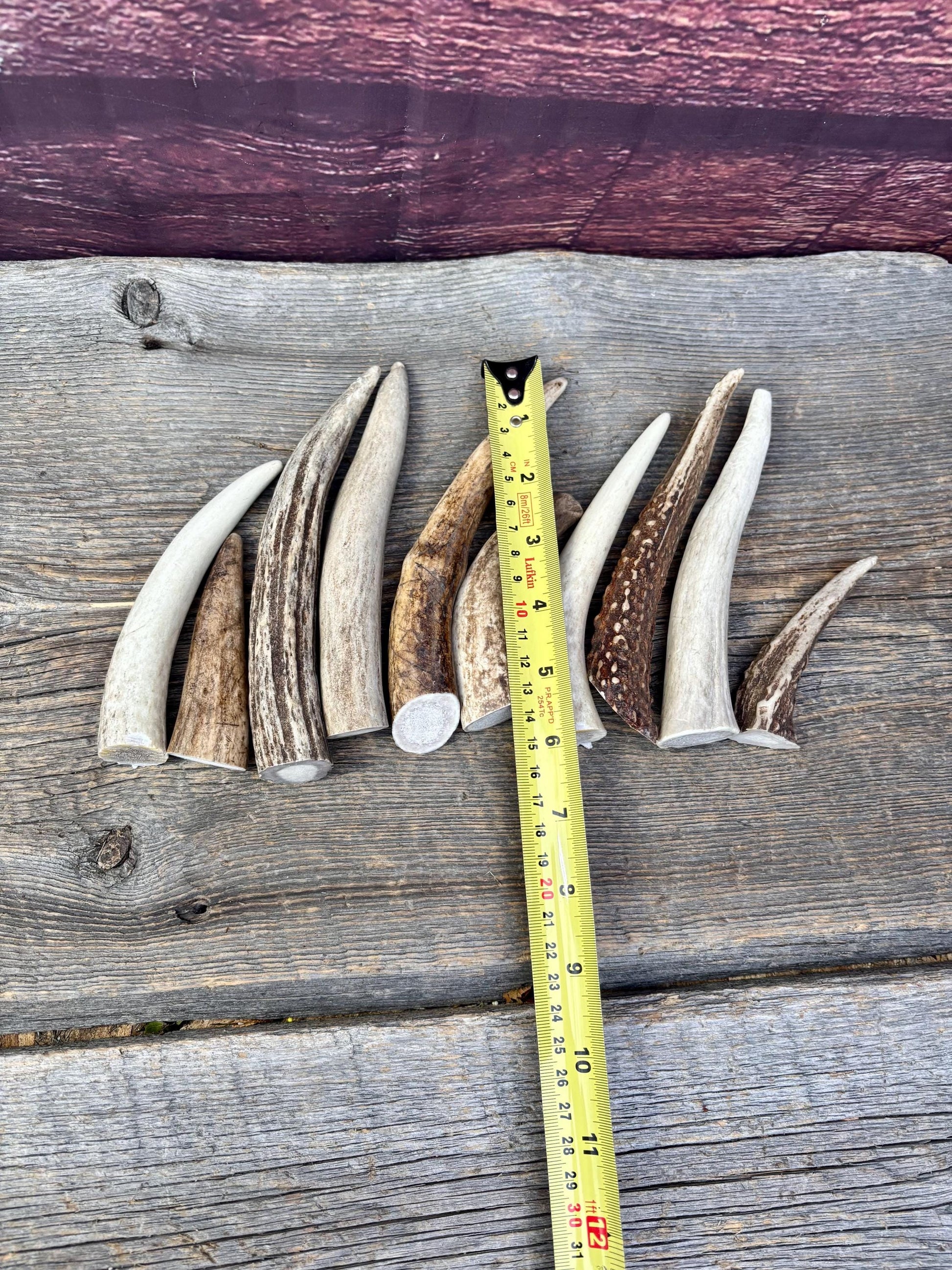 Medium sized Deer and Elk Fresh Antler Tips (10 pcs) - 3”-6” Tips or "Dinosaur Teeth" for Crafting, Decor and More