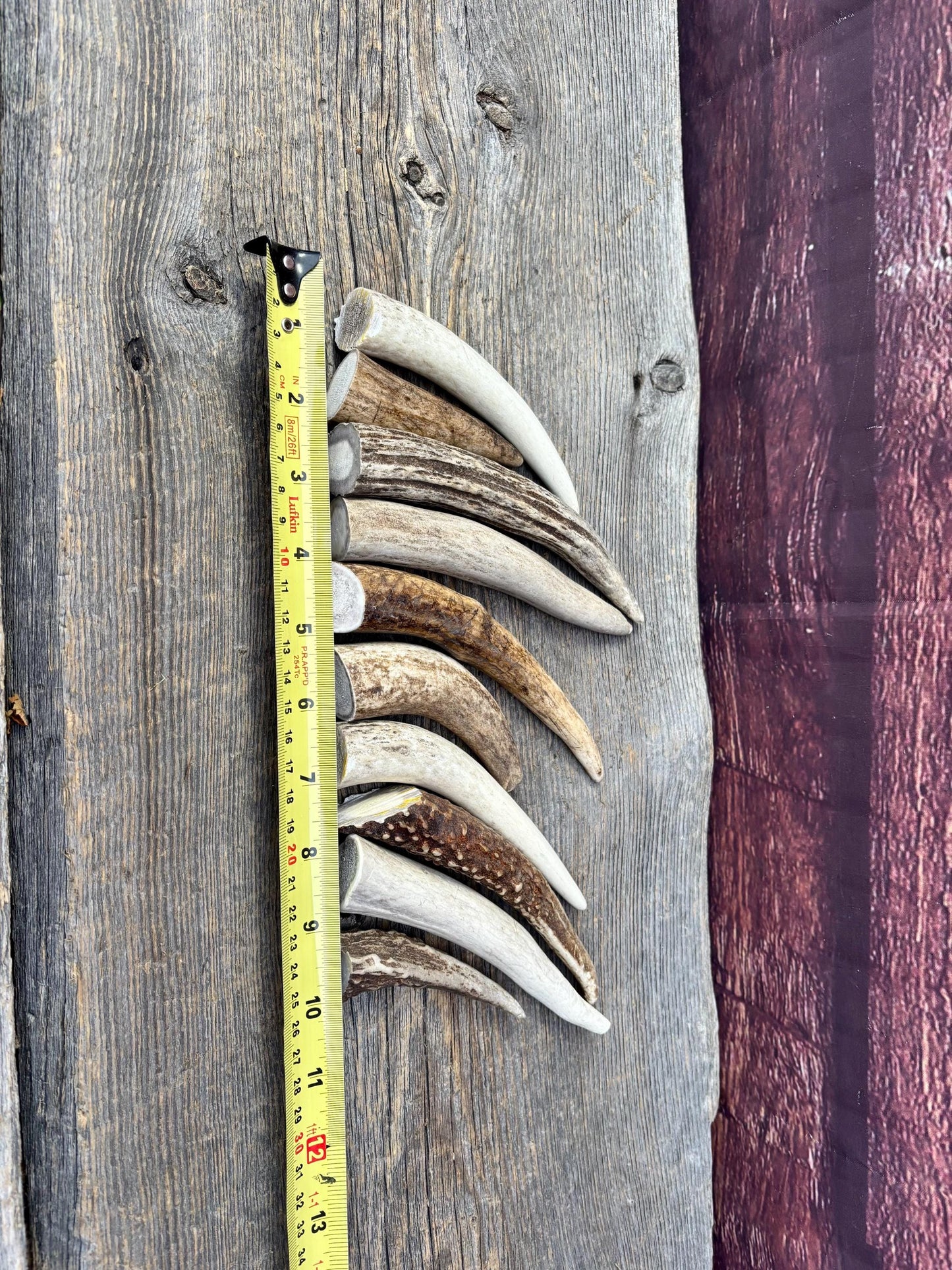Medium sized Deer and Elk Fresh Antler Tips (10 pcs) - 3”-6” Tips or "Dinosaur Teeth" for Crafting, Decor and More