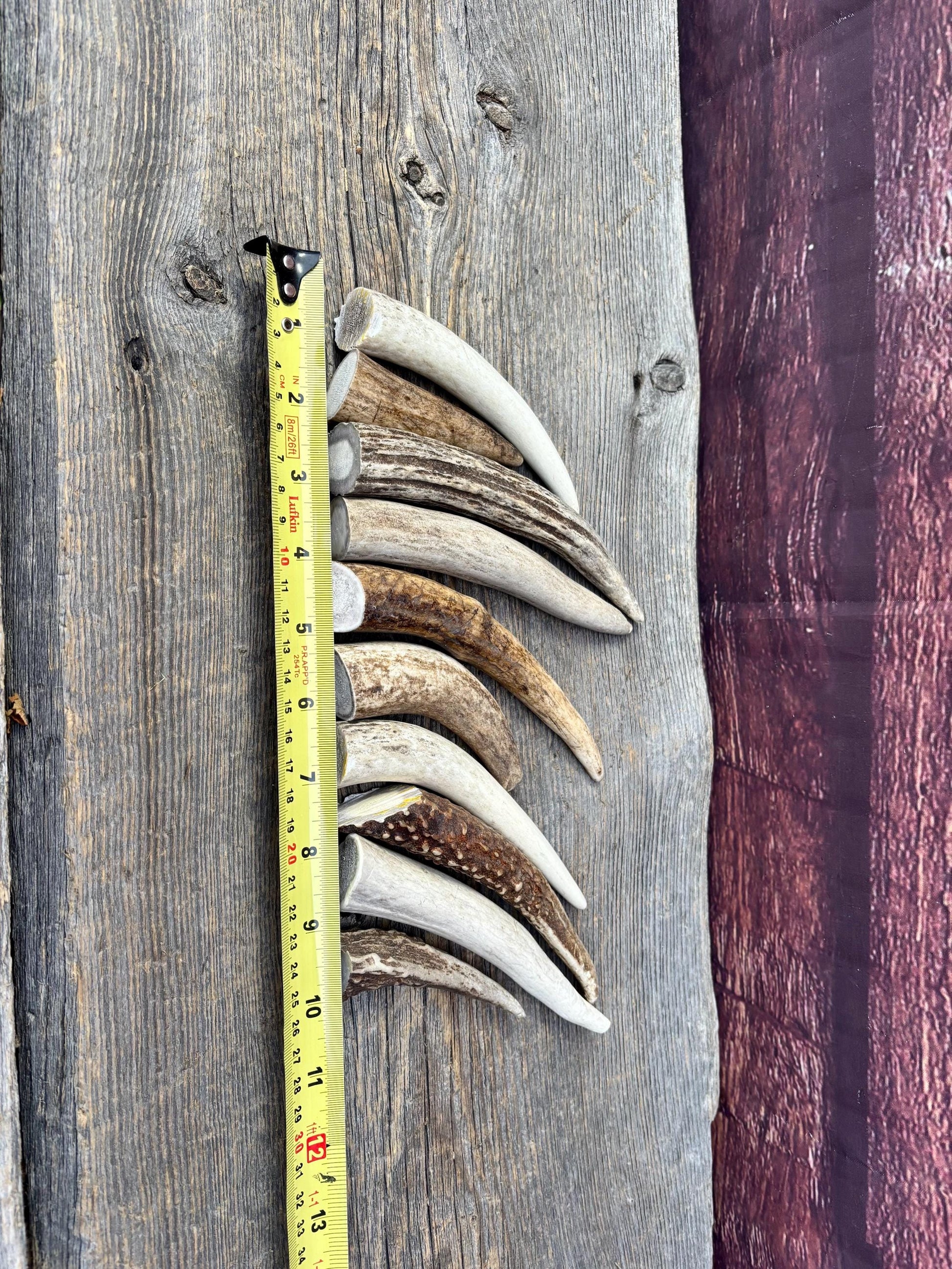 Medium sized Deer and Elk Fresh Antler Tips (10 pcs) - 3”-6” Tips or "Dinosaur Teeth" for Crafting, Decor and More
