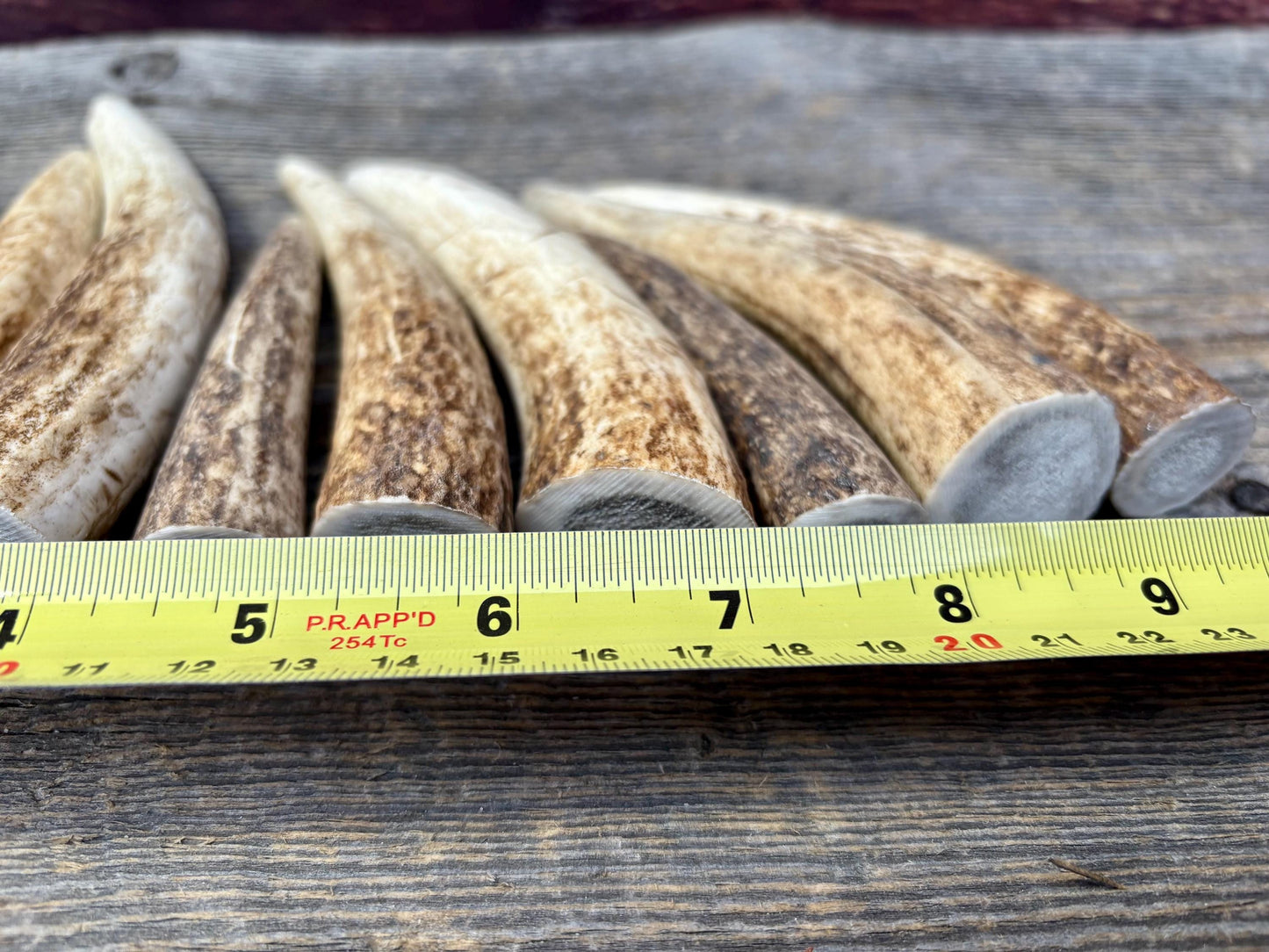 Elk Antler Tips - 5/10 Pack of 4”-6" Premium Fresh Tine Tips or "Dinosaur Teeth" for Crafting, Decor and More
