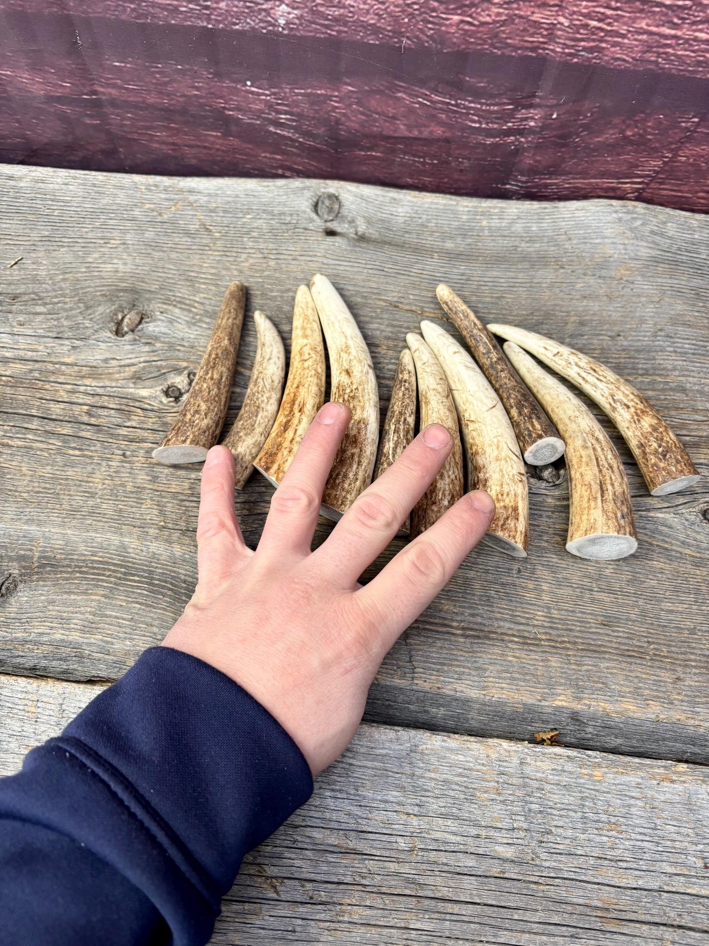 Elk Antler Tips - 5/10 Pack of 4”-6" Premium Fresh Tine Tips or "Dinosaur Teeth" for Crafting, Decor and More