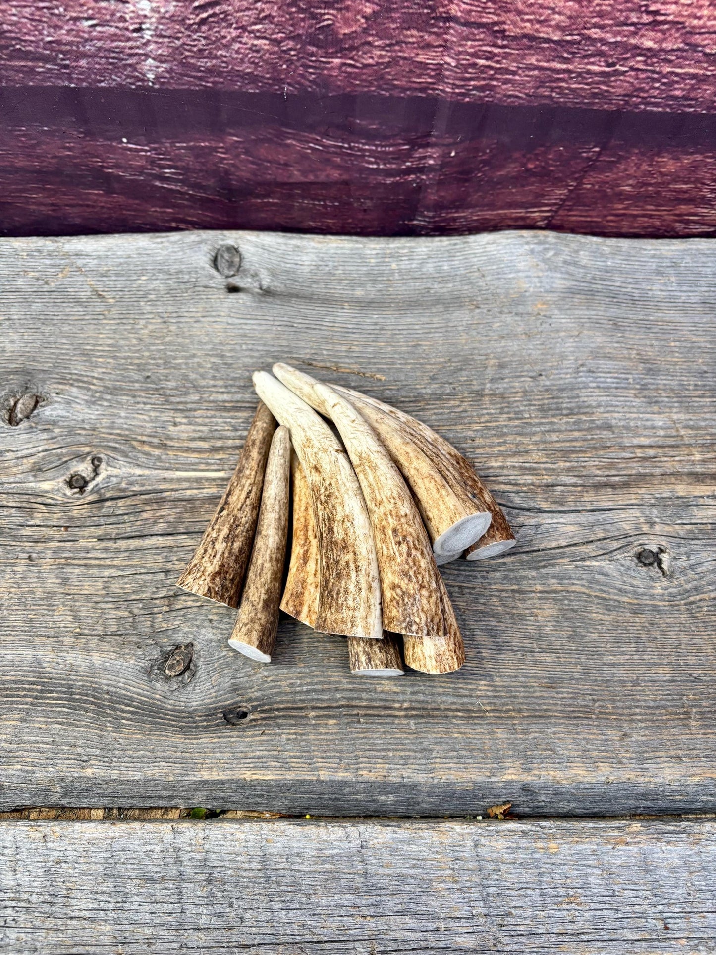Elk Antler Tips - 5/10 Pack of 4”-6" Premium Fresh Tine Tips or "Dinosaur Teeth" for Crafting, Decor and More
