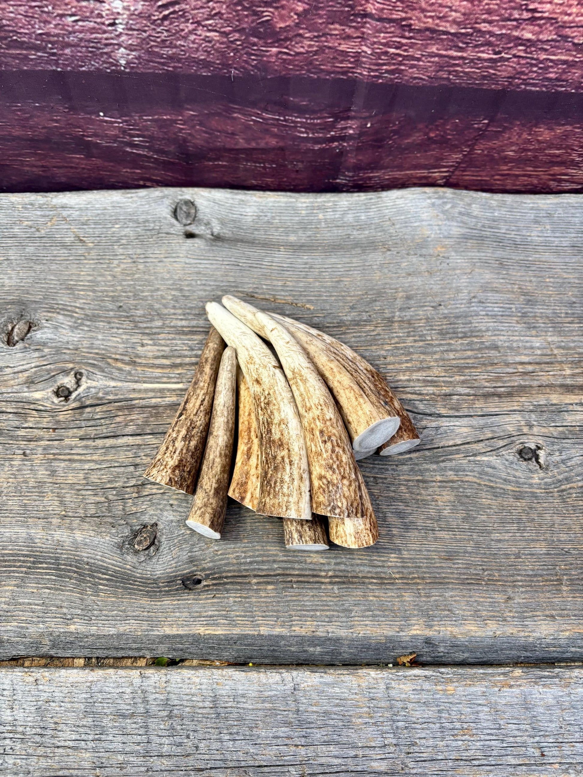 Elk Antler Tips - 5/10 Pack of 4”-6" Premium Fresh Tine Tips or "Dinosaur Teeth" for Crafting, Decor and More