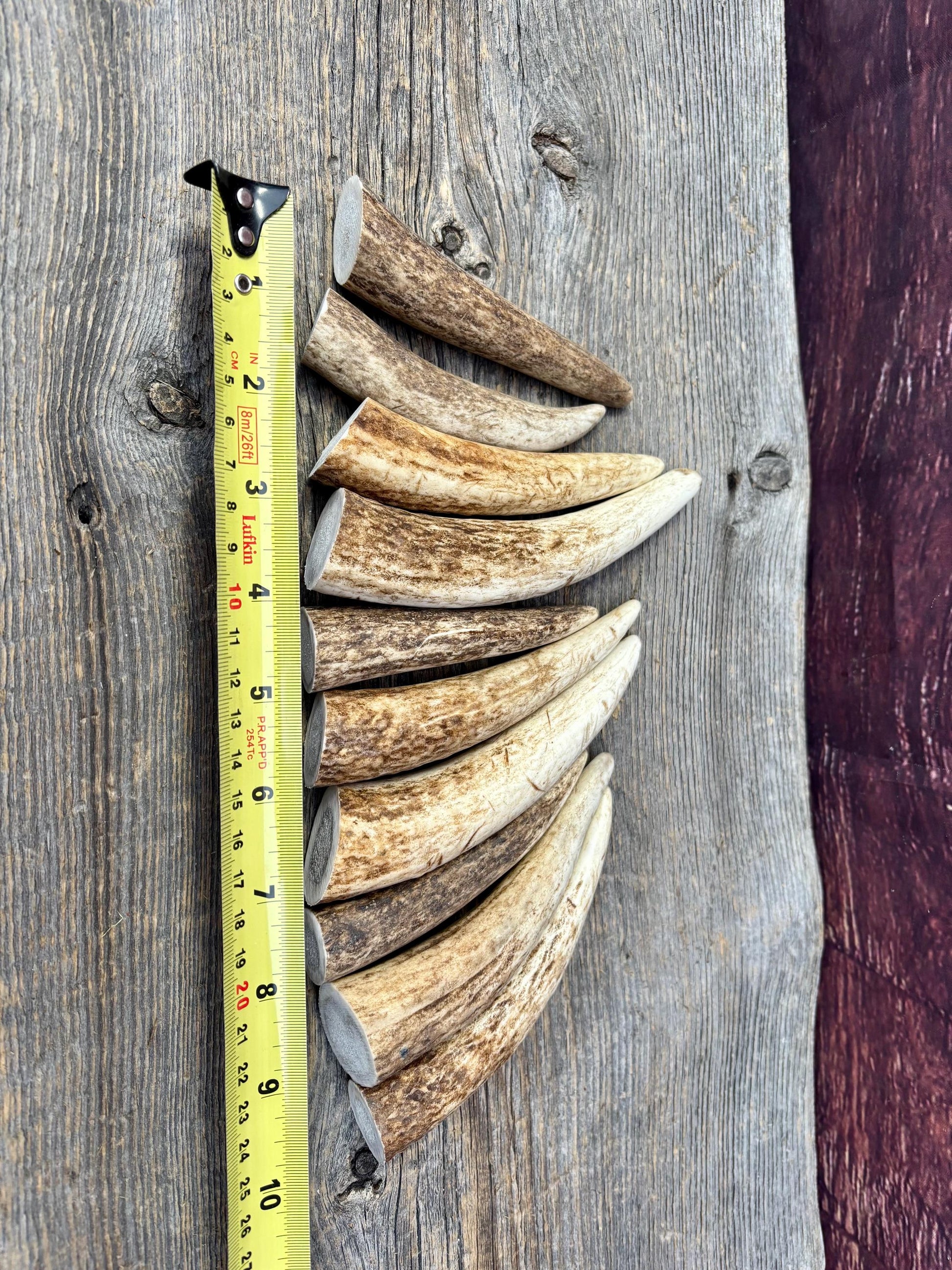 Elk Antler Tips - 5/10 Pack of 4”-6" Premium Fresh Tine Tips or "Dinosaur Teeth" for Crafting, Decor and More