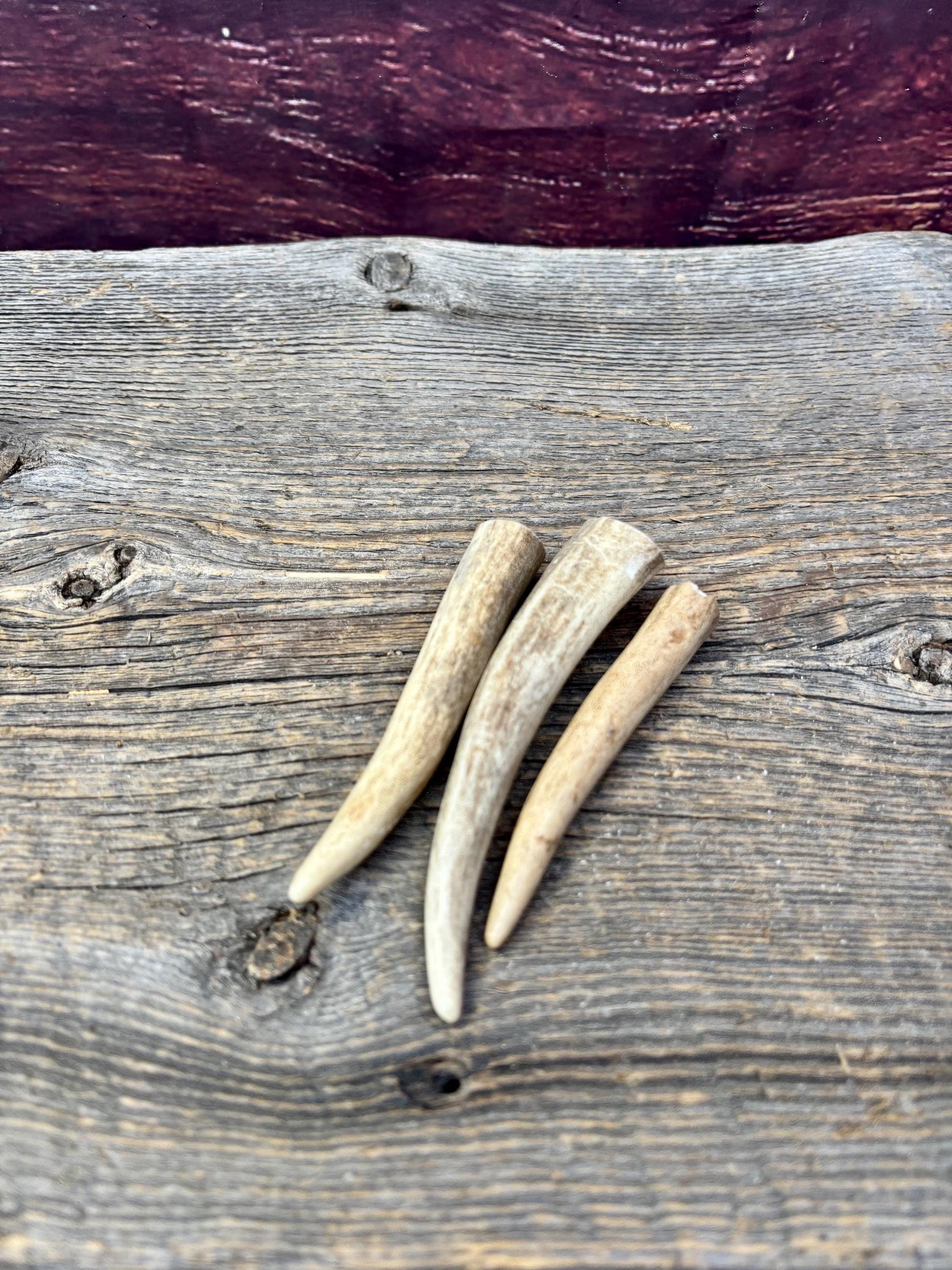 Deer Antler Tips: 3-Pack of ~4” - 5" Tine Tips for Crafting, Decor and More!