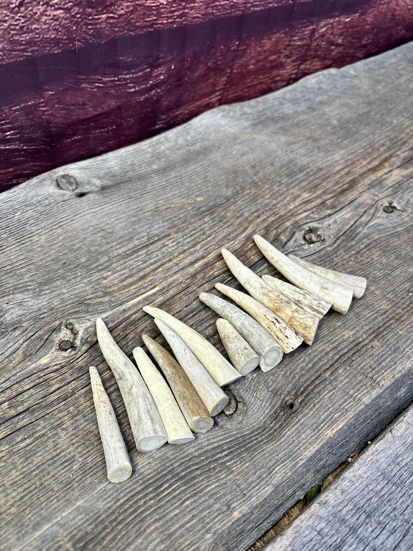 Small Antler Tips (12pcs) ~2”-4” Poorer Condition Tips for Crafting Decor and More