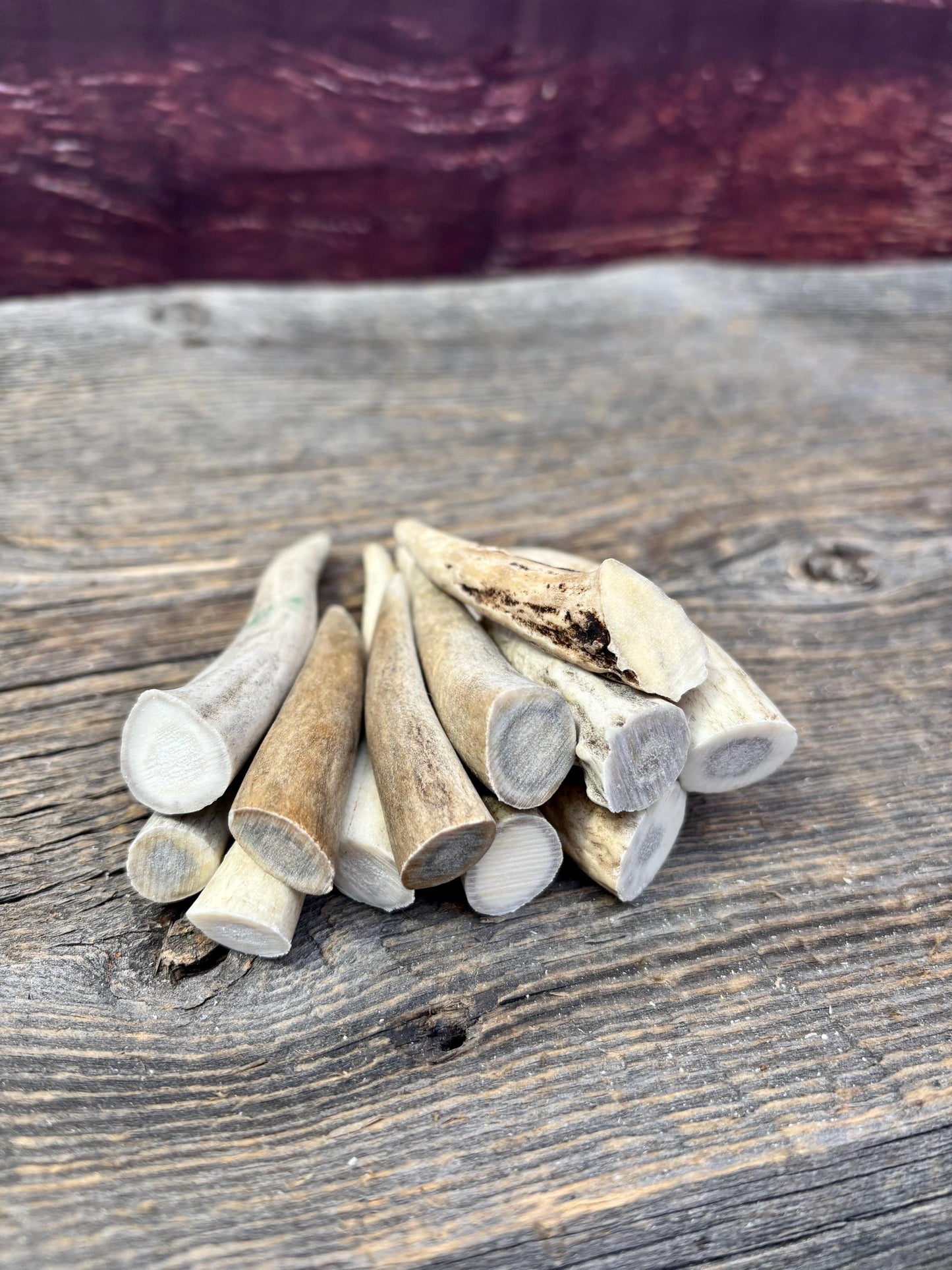 Small Antler Tips (12pcs) ~2”-4” Poorer Condition Tips for Crafting Decor and More
