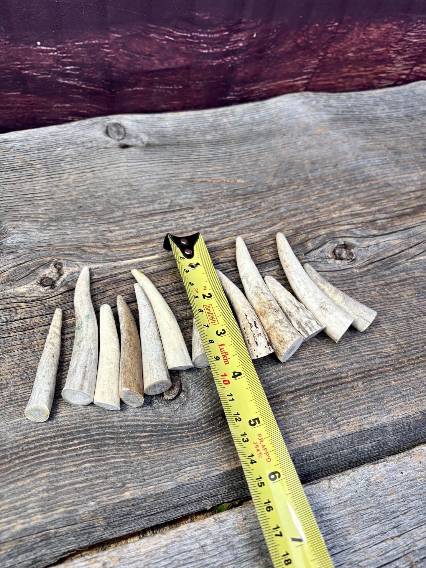 Small Antler Tips (12pcs) ~2”-4” Poorer Condition Tips for Crafting Decor and More
