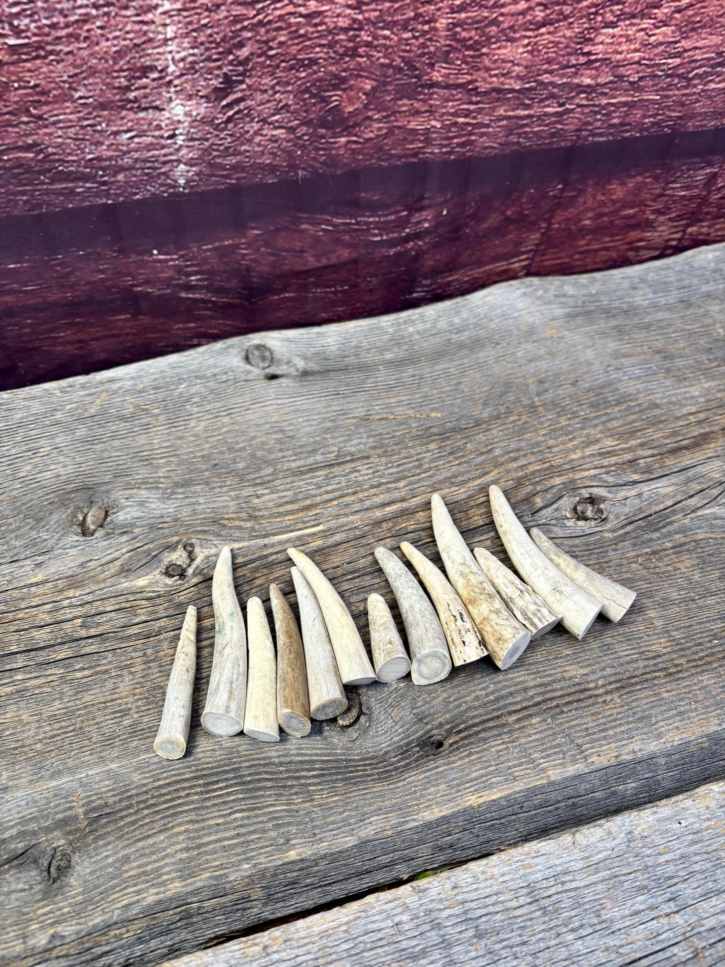 Small Antler Tips (12pcs) ~2”-4” Poorer Condition Tips for Crafting Decor and More
