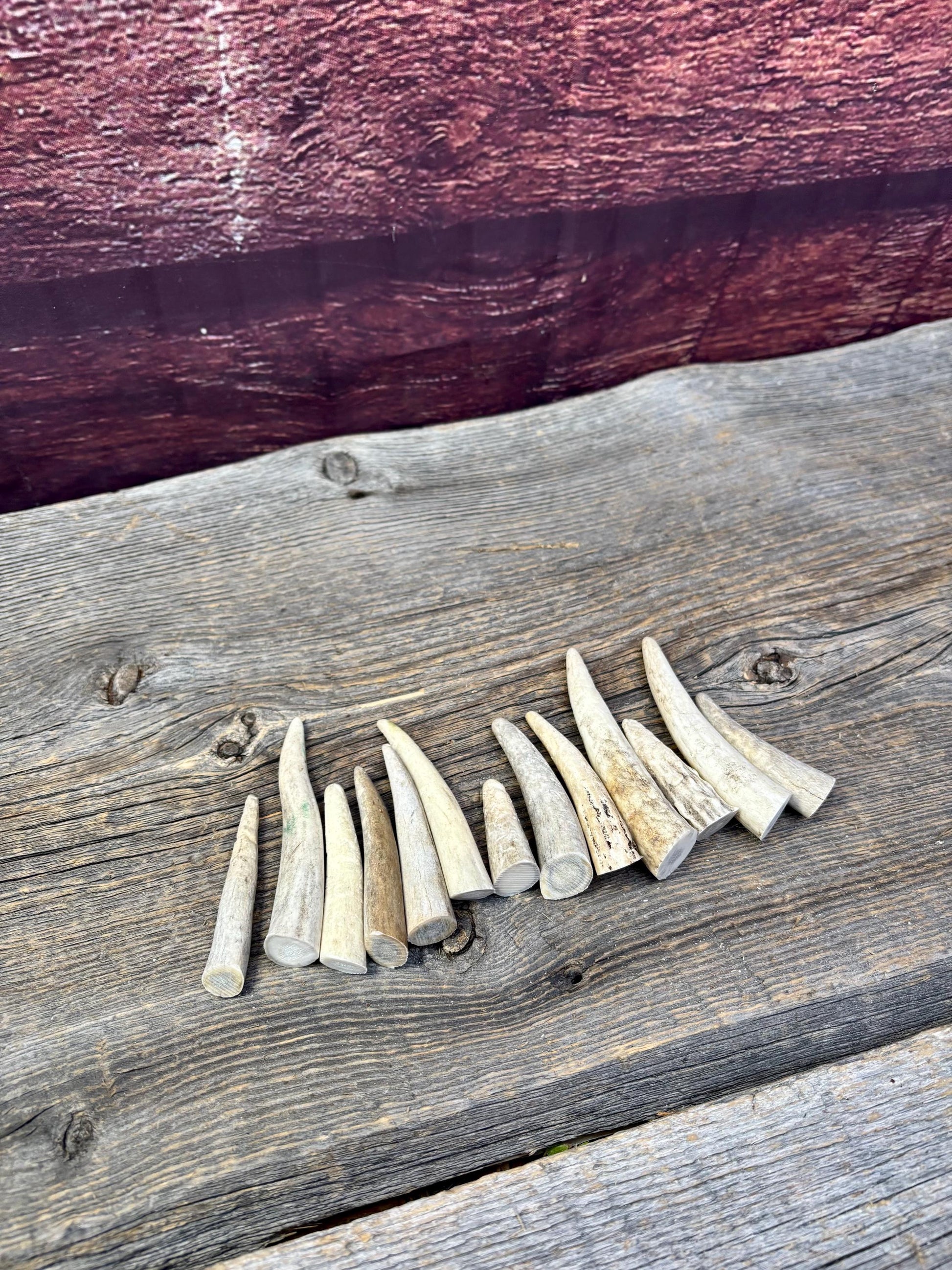 Small Antler Tips (12pcs) ~2”-4” Poorer Condition Tips for Crafting Decor and More