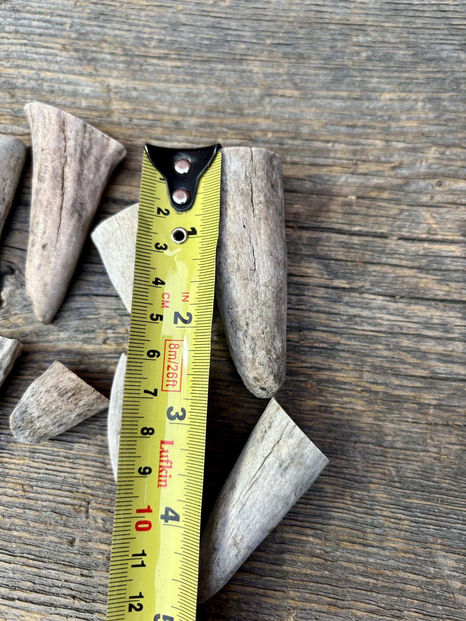 Stubby Antler Tips - (20 pcs) ~1”-3” Older Moose Antler tips “teeth” for Crafting decor and more!