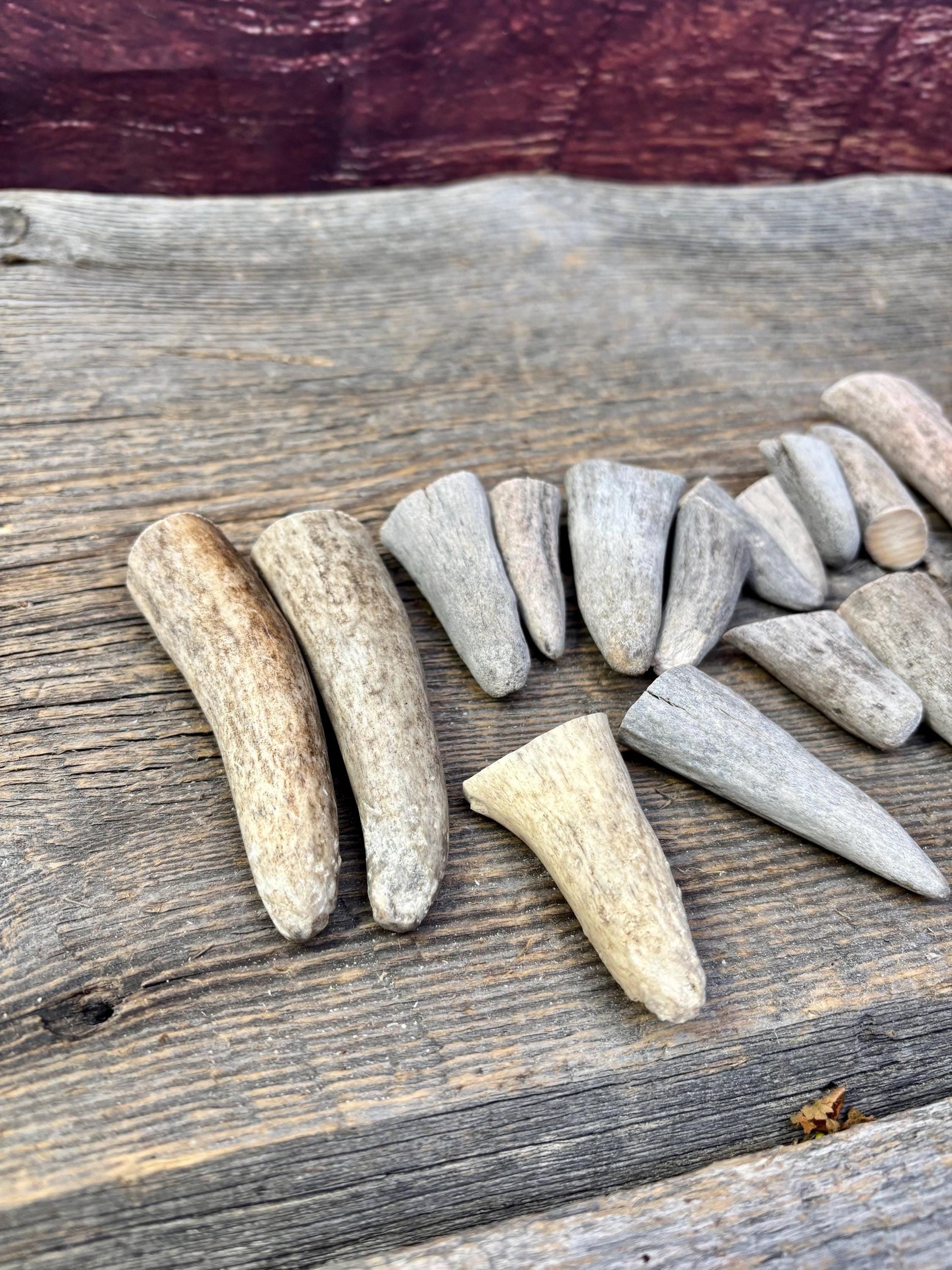 Stubby Antler Tips - (20 pcs) ~1”-3” Older Moose Antler tips “teeth” for Crafting decor and more!