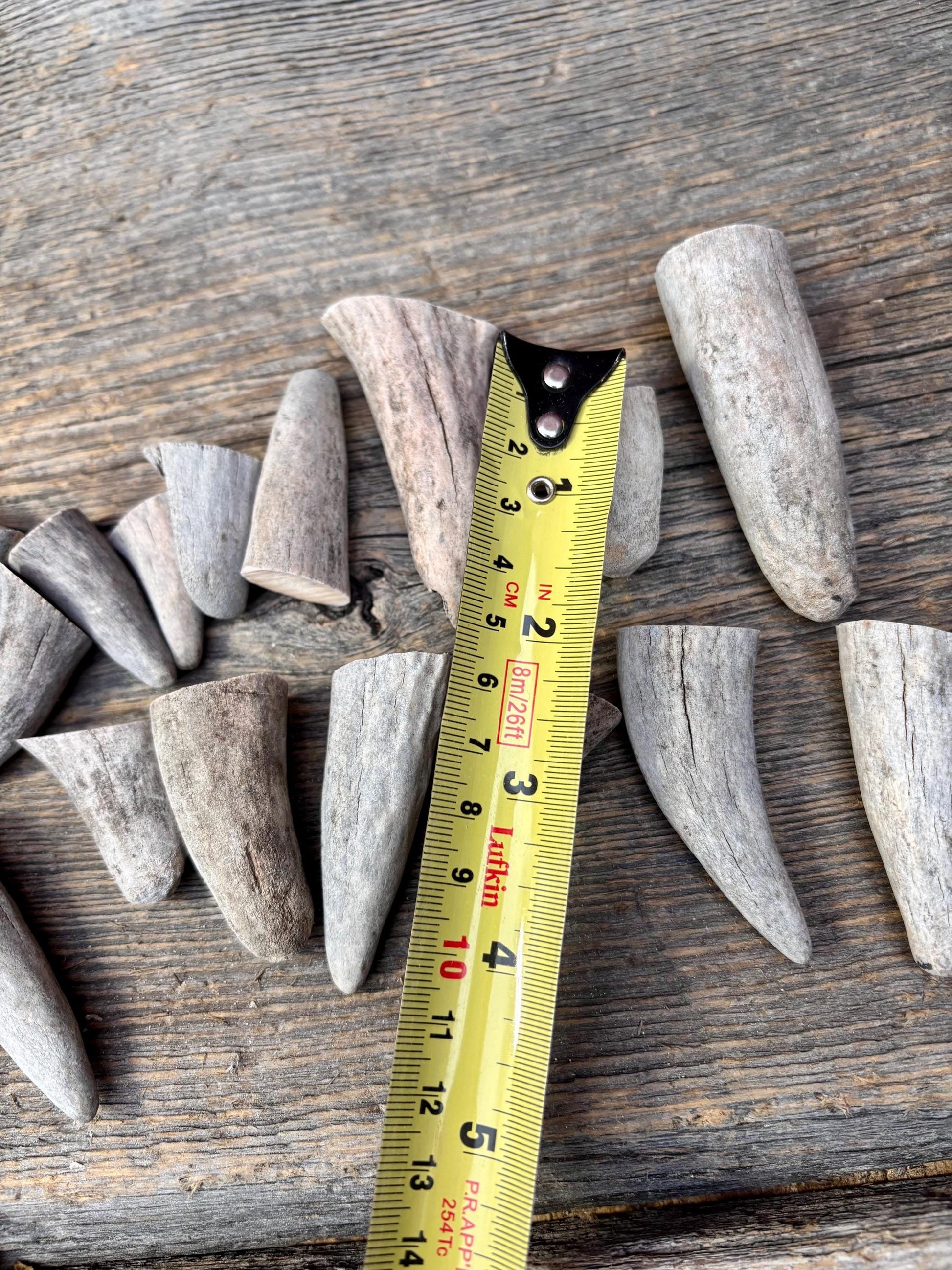 Stubby Antler Tips - (20 pcs) ~1”-3” Older Moose Antler tips “teeth” for Crafting decor and more!