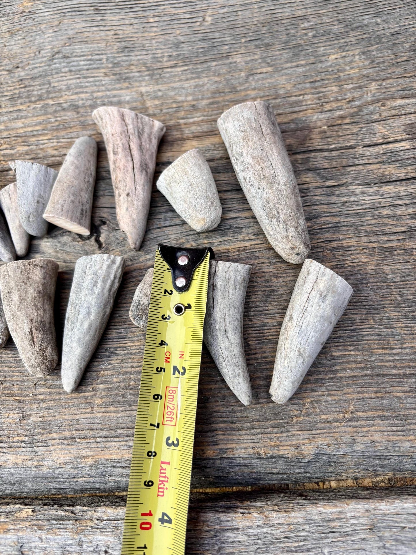 Stubby Antler Tips - (20 pcs) ~1”-3” Older Moose Antler tips “teeth” for Crafting decor and more!