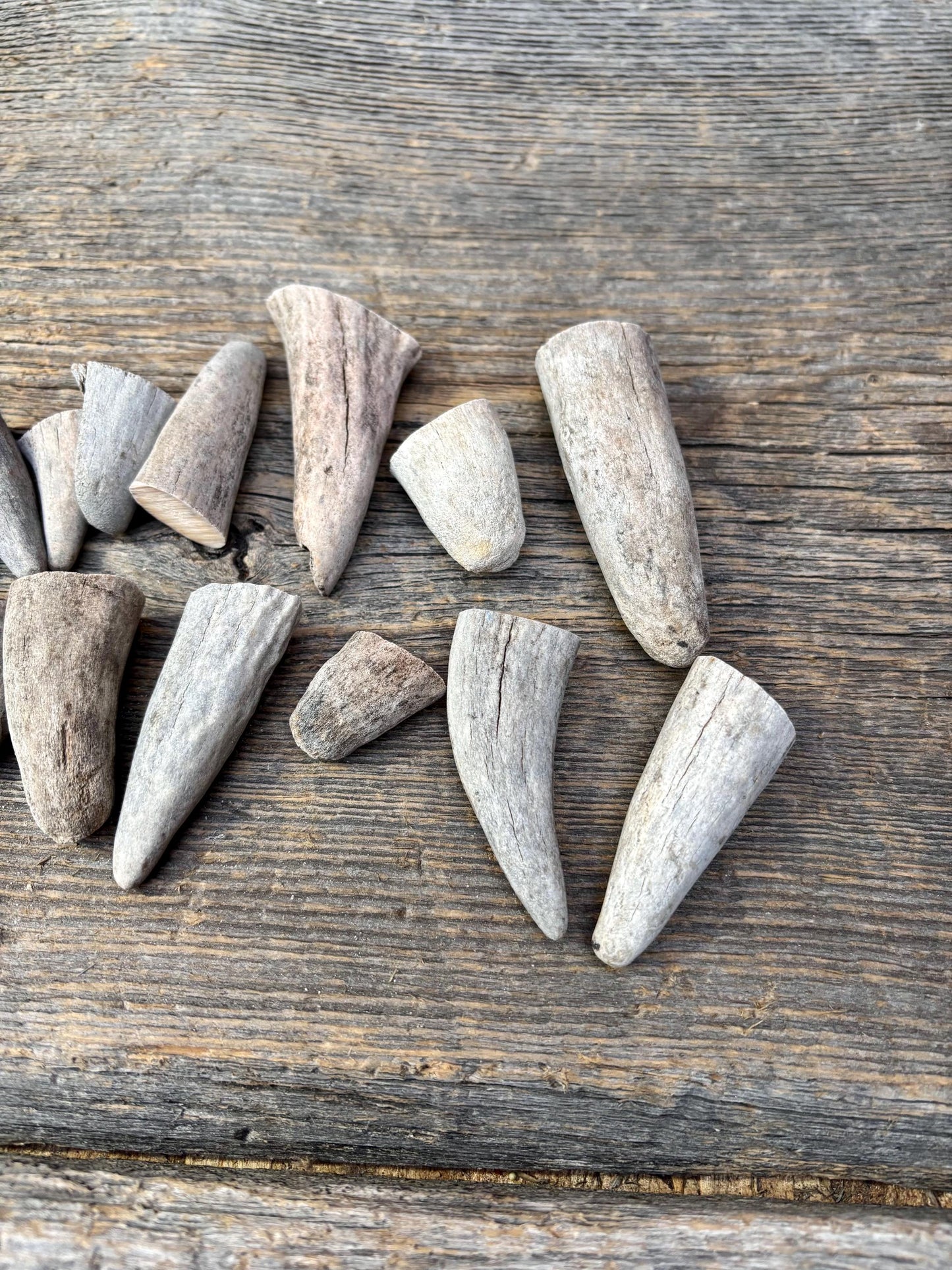 Stubby Antler Tips - (20 pcs) ~1”-3” Older Moose Antler tips “teeth” for Crafting decor and more!