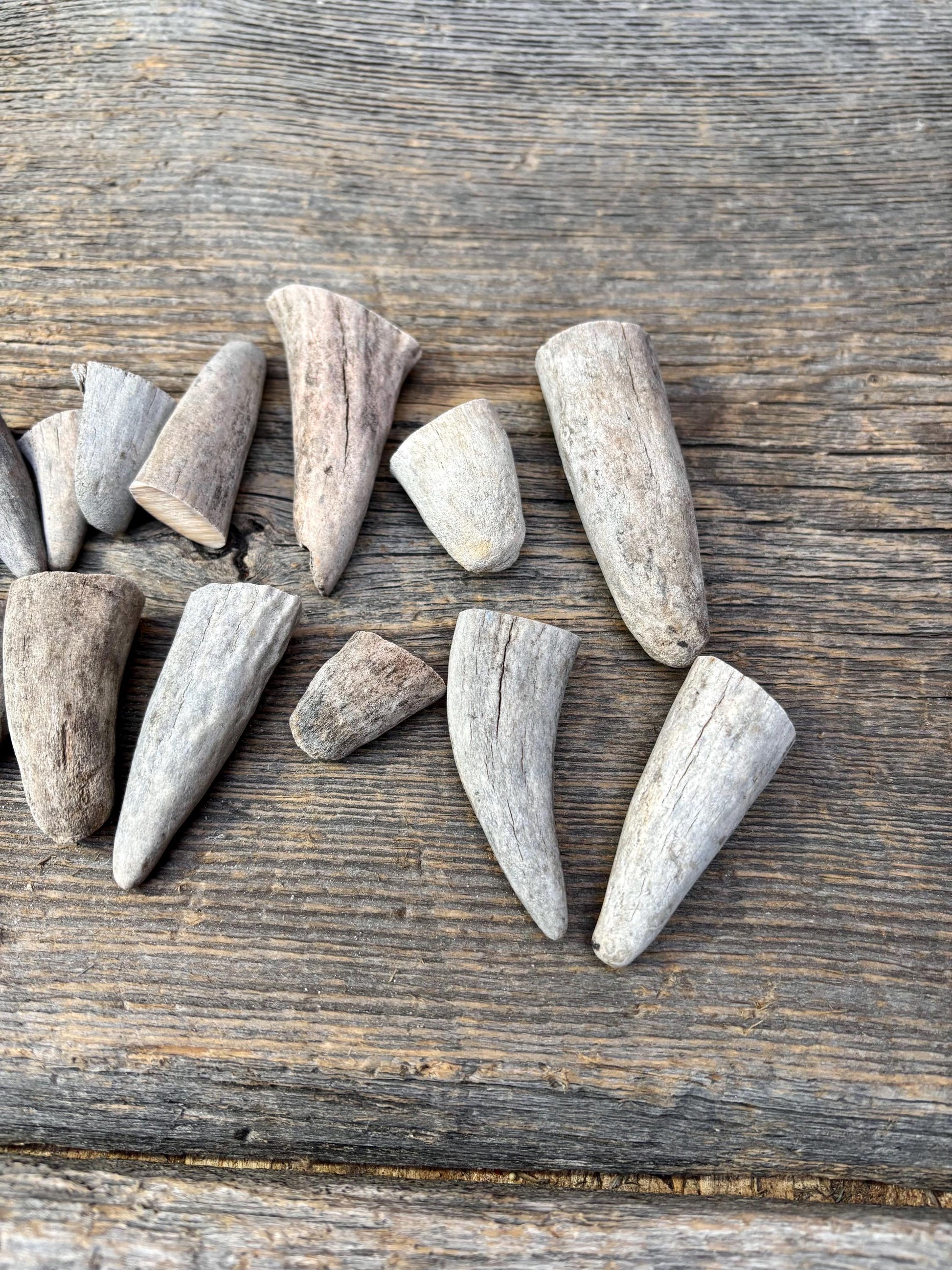 Stubby Antler Tips - (20 pcs) ~1”-3” Older Moose Antler tips “teeth” for Crafting decor and more!