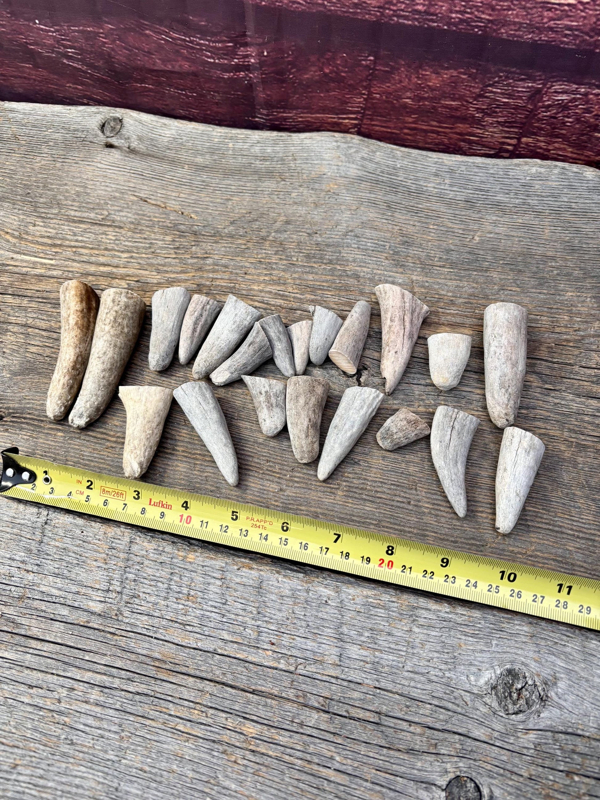 Stubby Antler Tips - (20 pcs) ~1”-3” Older Moose Antler tips “teeth” for Crafting decor and more!
