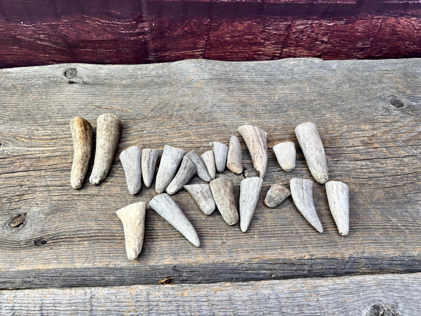 Stubby Antler Tips - (20 pcs) ~1”-3” Older Moose Antler tips “teeth” for Crafting decor and more!