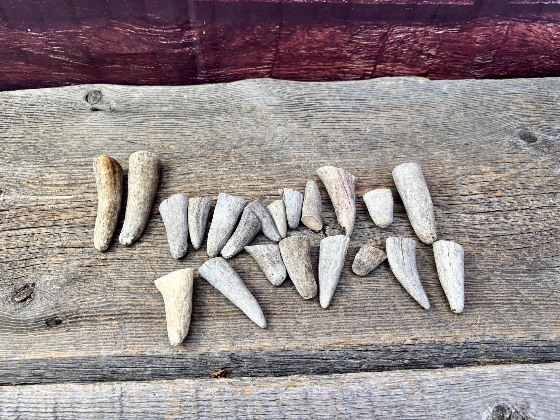 Stubby Antler Tips - (20 pcs) ~1”-3” Older Moose Antler tips “teeth” for Crafting decor and more!