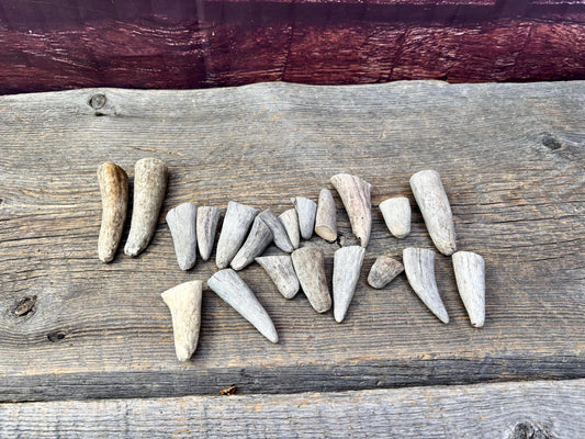 Stubby Antler Tips - (20 pcs) ~1”-3” Older Moose Antler tips “teeth” for Crafting decor and more!