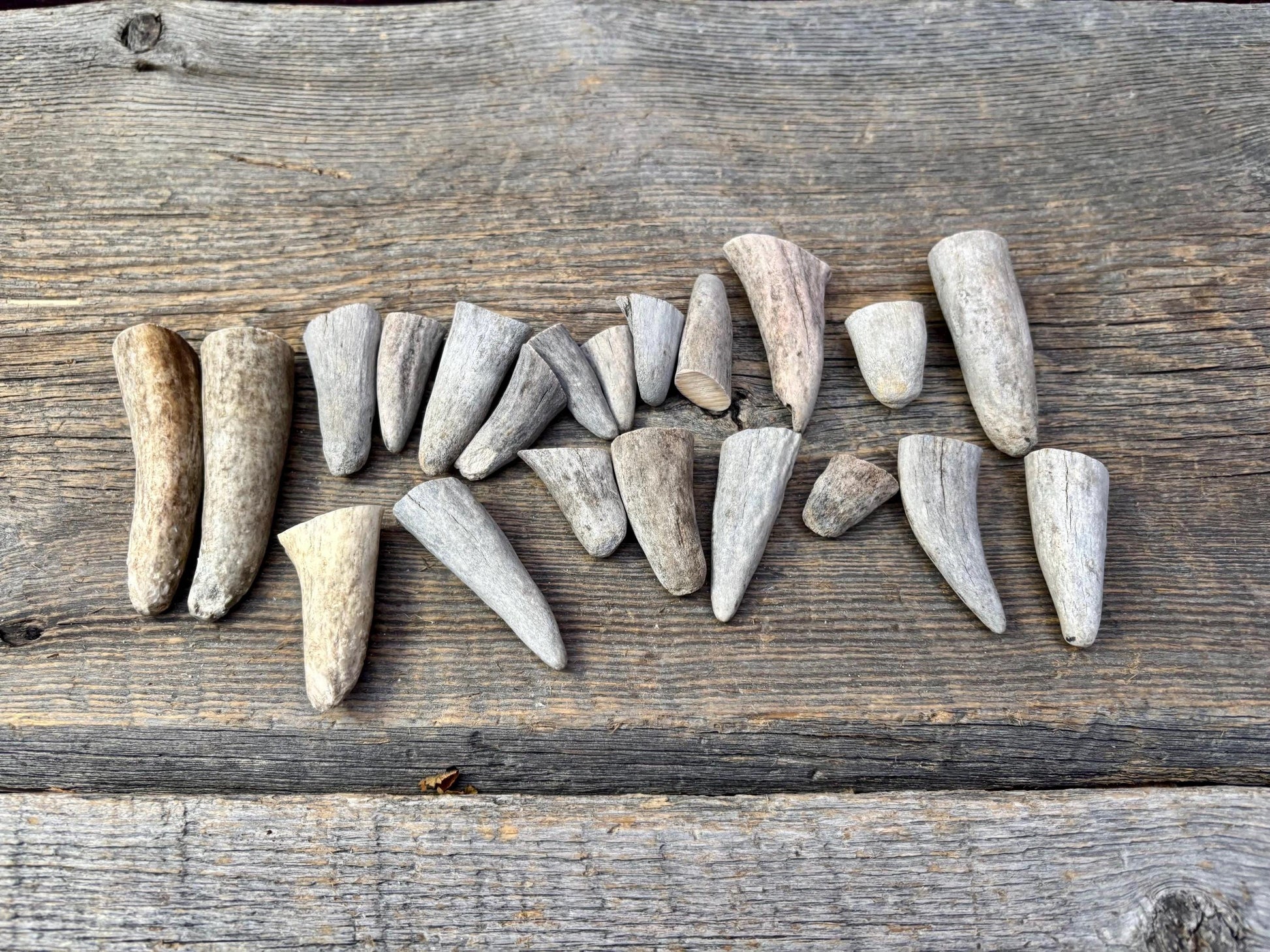 Stubby Antler Tips - (20 pcs) ~1”-3” Older Moose Antler tips “teeth” for Crafting decor and more!