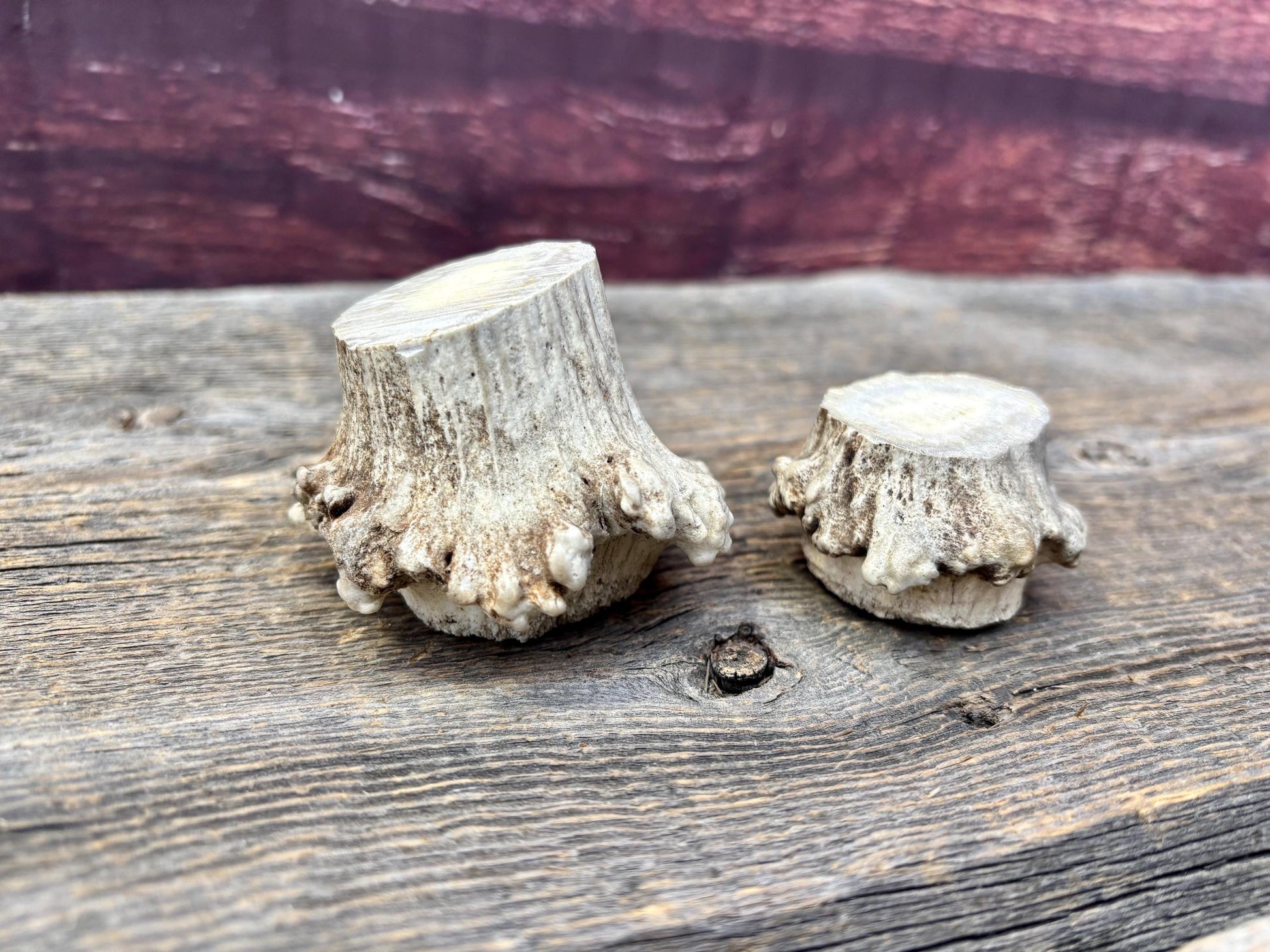 2 Large Elk Antler Bases & 2 Small Moose Antler Bases or “Rosettes” For Crafting, Decor and More