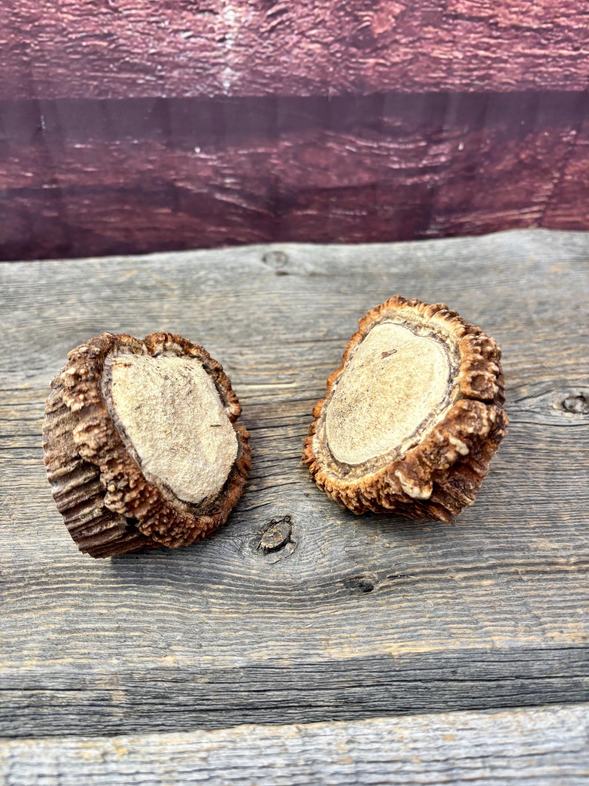 2 Large Elk Antler Bases & 2 Small Moose Antler Bases or “Rosettes” For Crafting, Decor and More