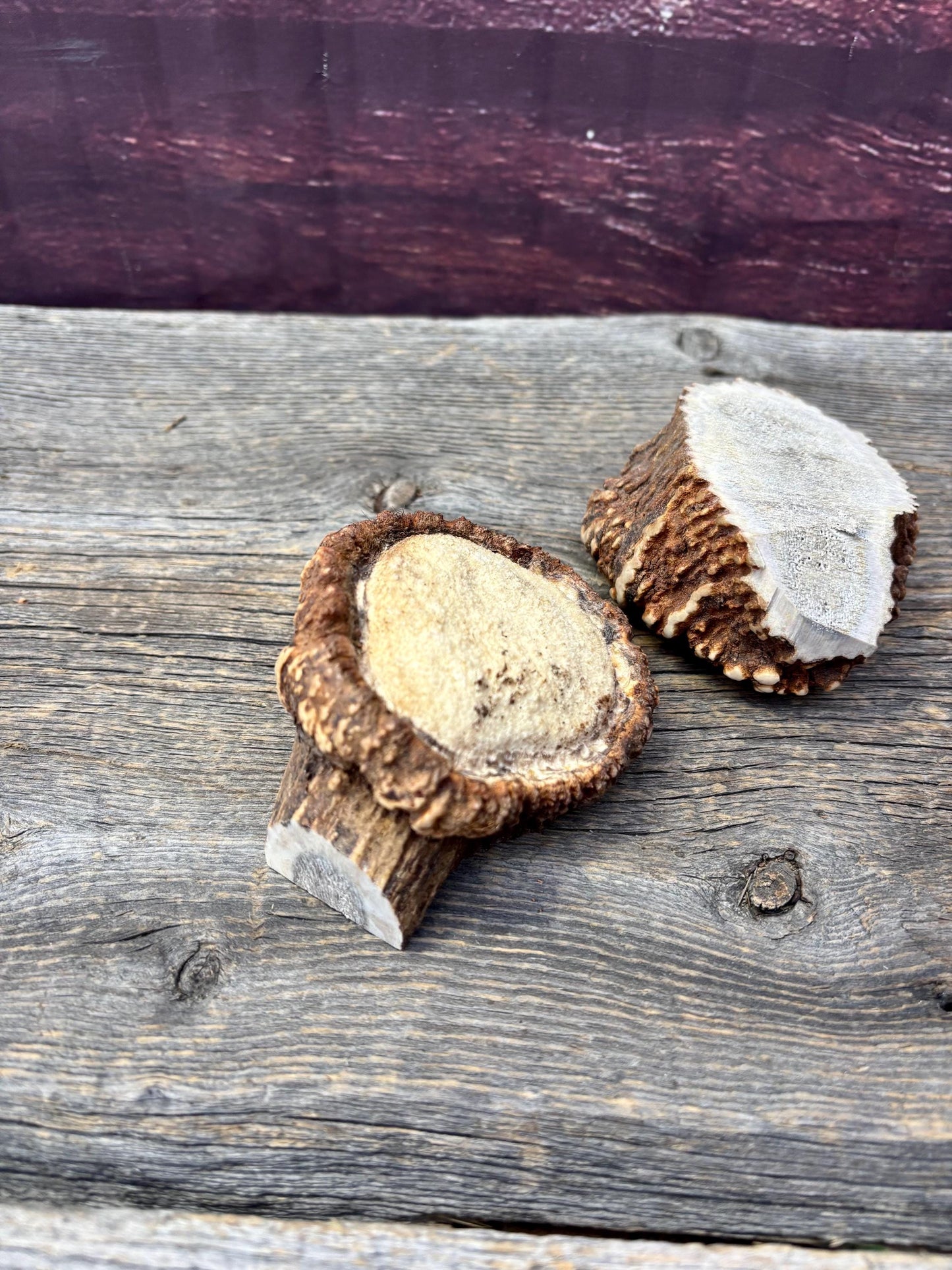 2 Large Elk Antler Bases & 2 Small Moose Antler Bases or “Rosettes” For Crafting, Decor and More
