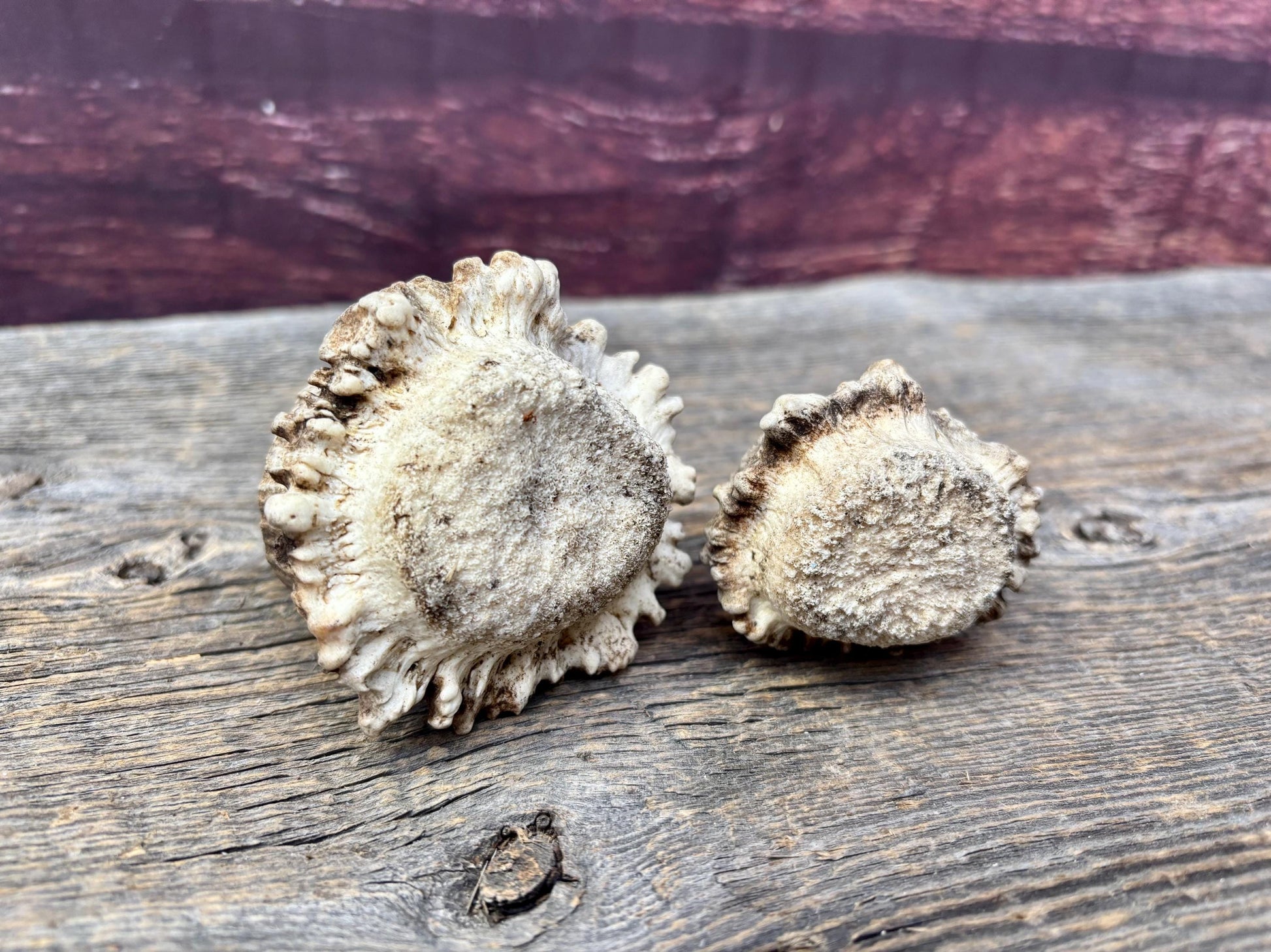 2 Large Elk Antler Bases & 2 Small Moose Antler Bases or “Rosettes” For Crafting, Decor and More