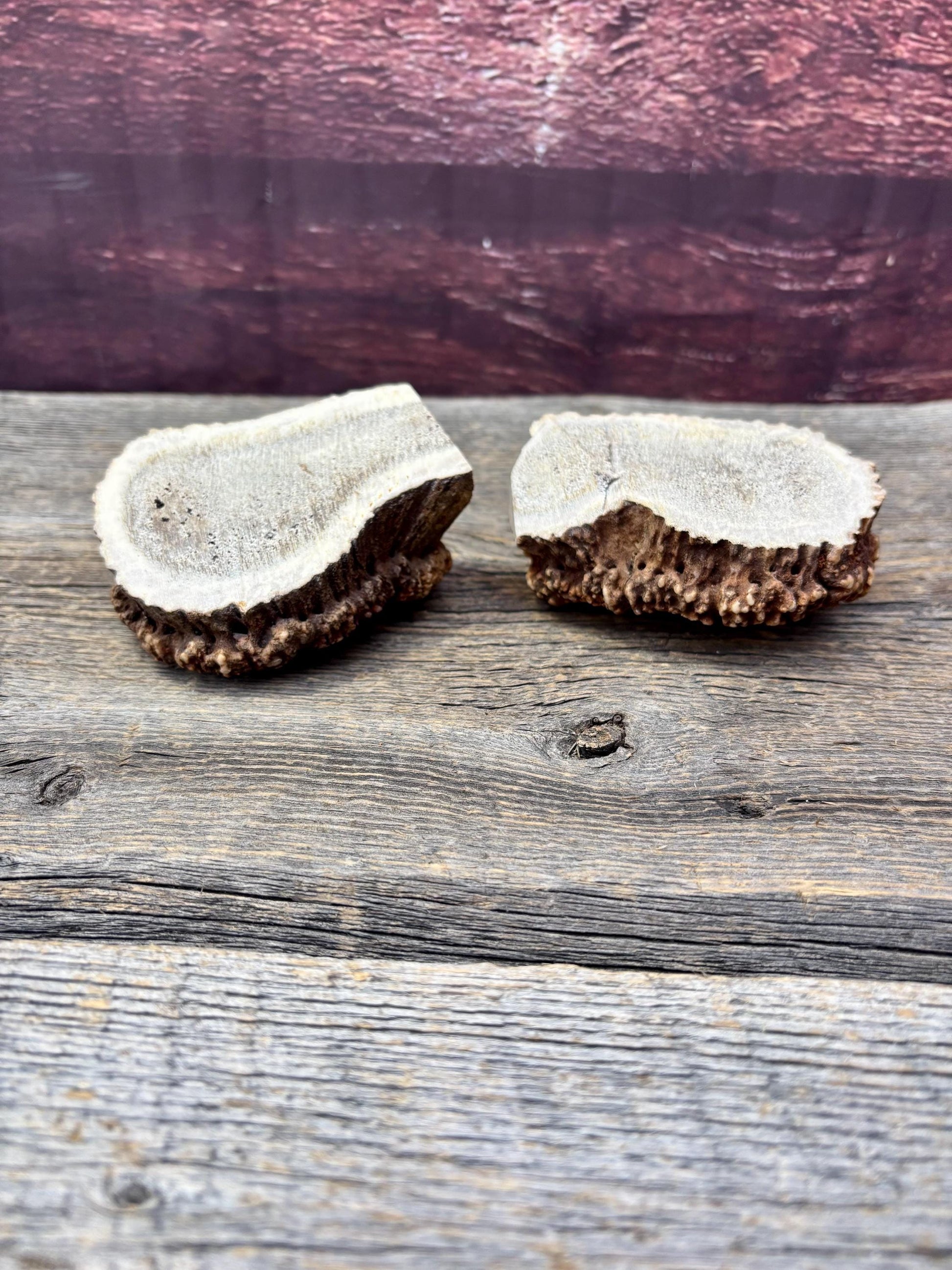 2 Large Elk Antler Bases & 2 Small Moose Antler Bases or “Rosettes” For Crafting, Decor and More