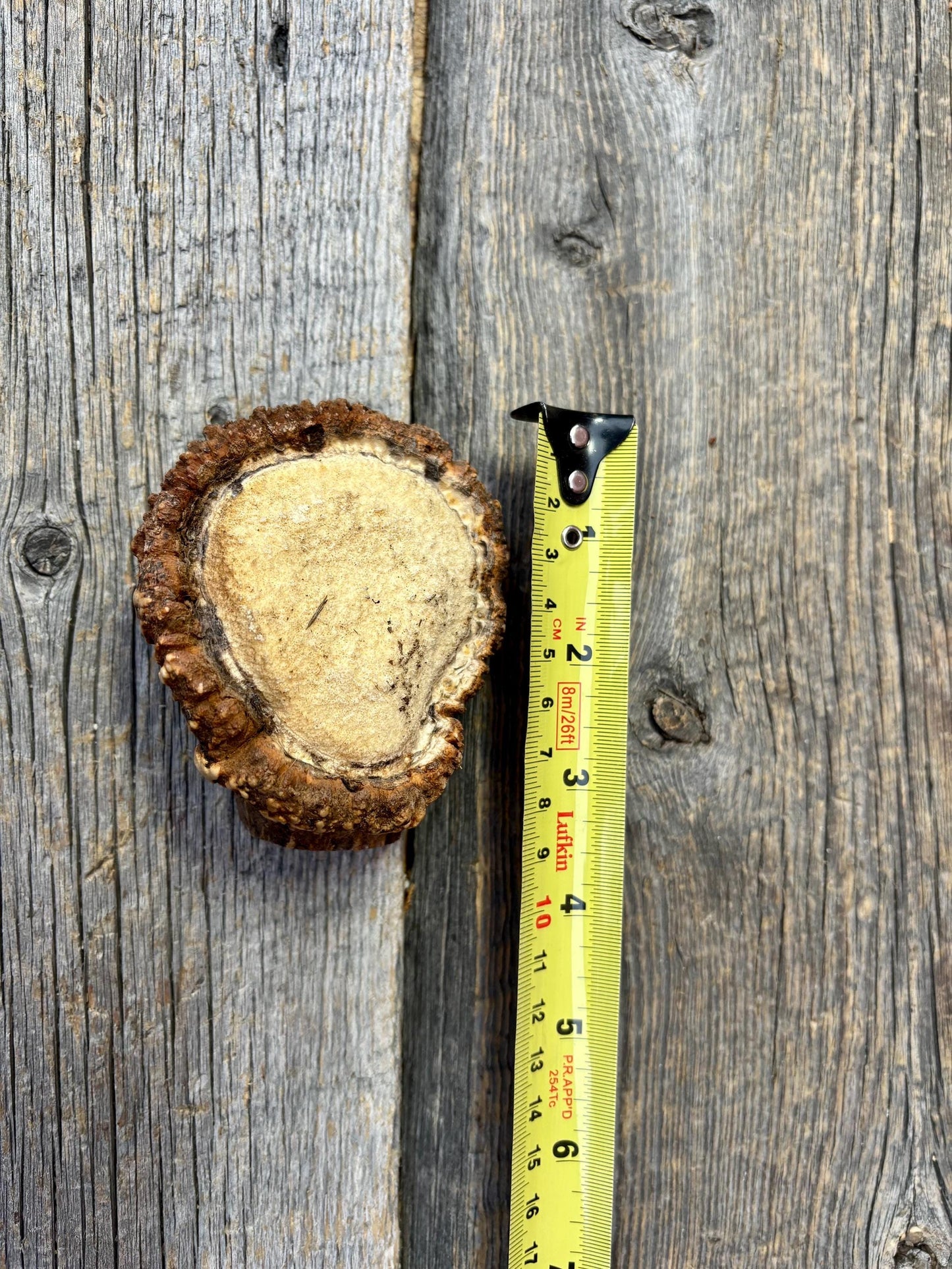 2 Large Elk Antler Bases & 2 Small Moose Antler Bases or “Rosettes” For Crafting, Decor and More