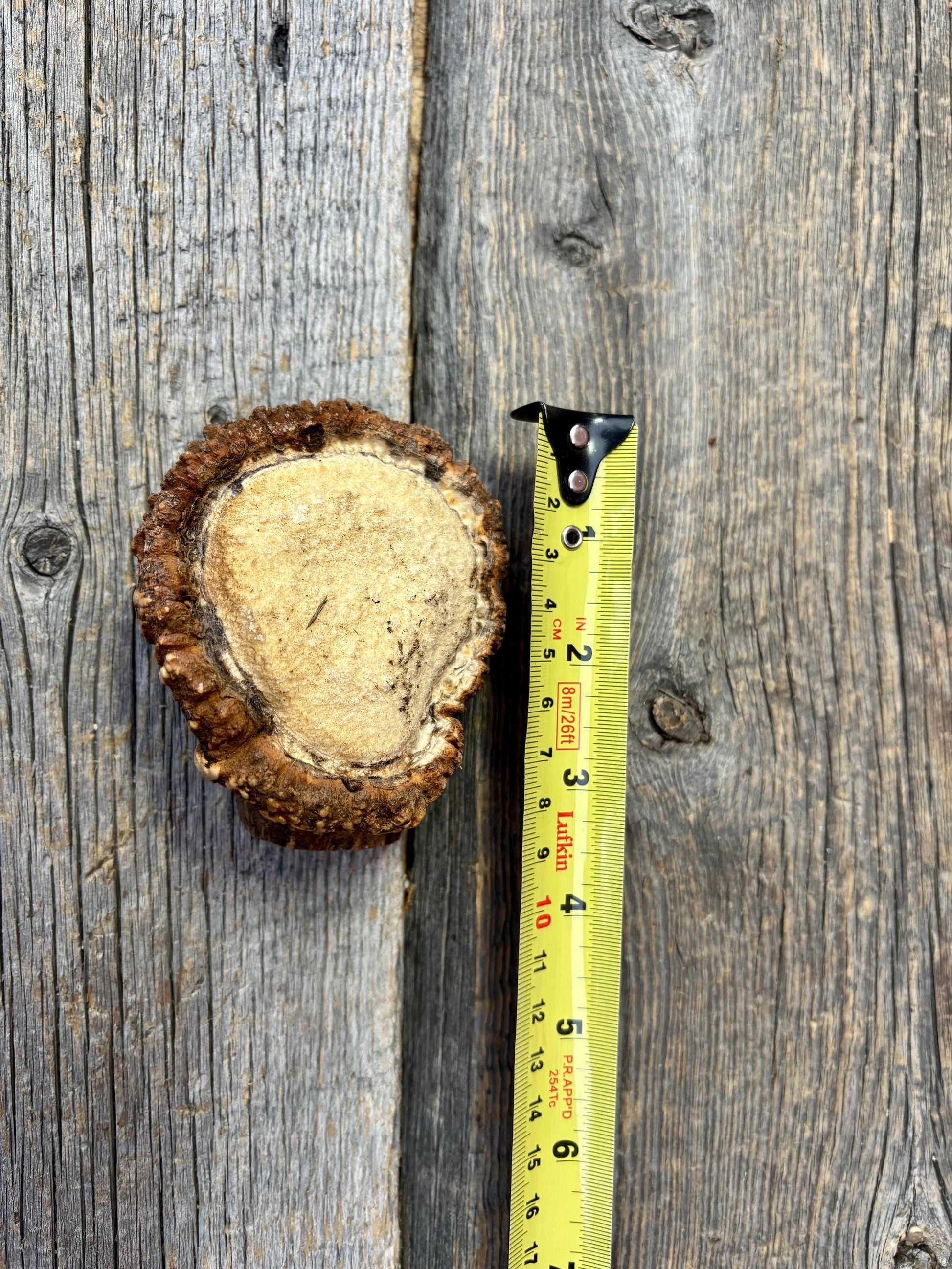 2 Large Elk Antler Bases & 2 Small Moose Antler Bases or “Rosettes” For Crafting, Decor and More