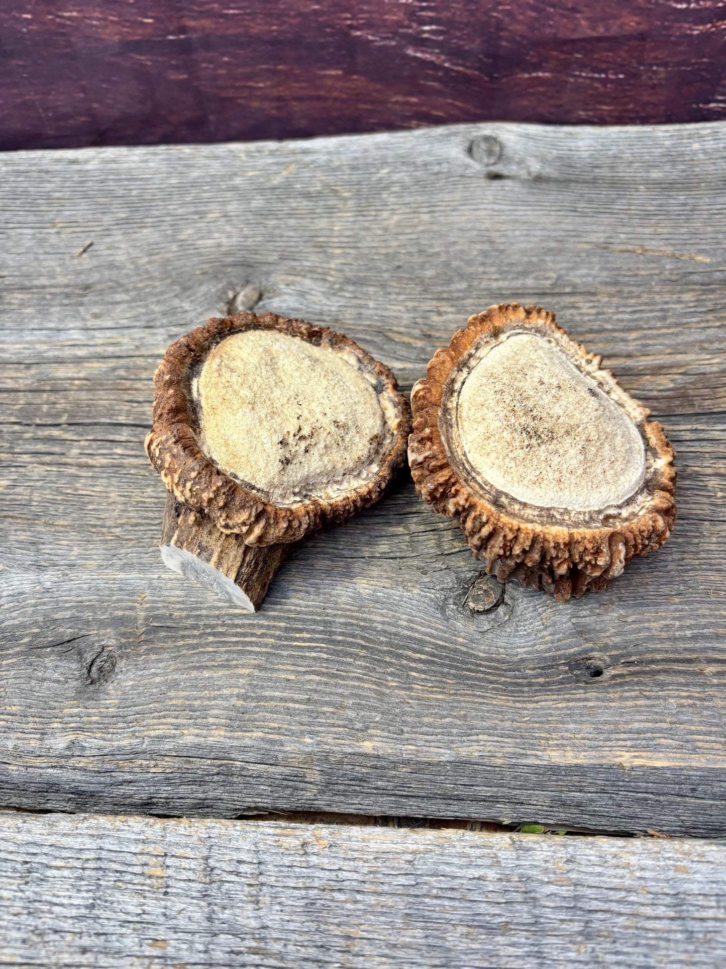 2 Large Elk Antler Bases & 2 Small Moose Antler Bases or “Rosettes” For Crafting, Decor and More