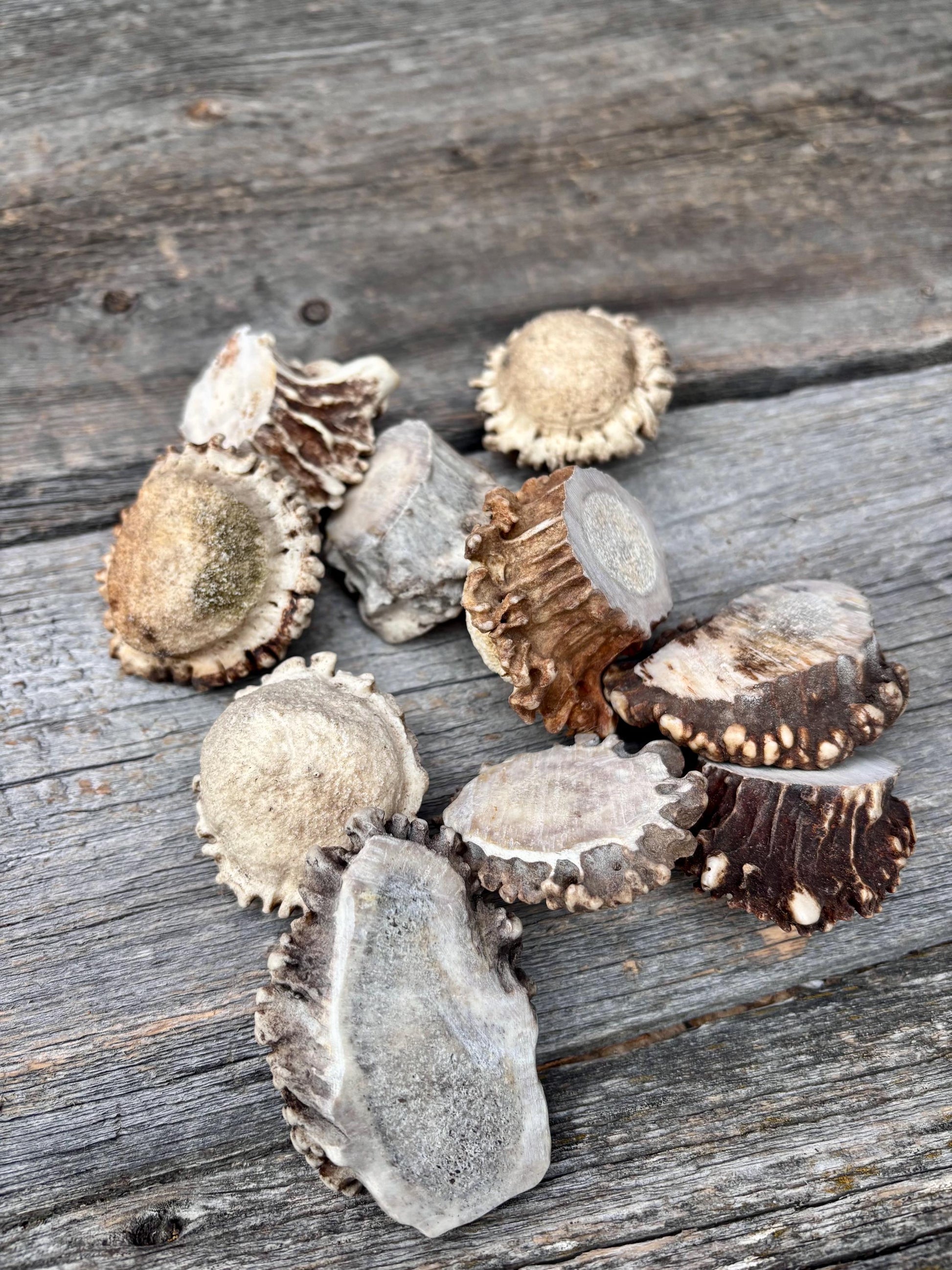 10 Large Deer Antler Rosettes. For Crafting, Decor and More