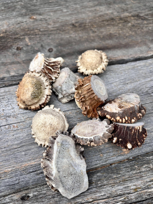 10 Large Deer Antler Rosettes. For Crafting, Decor and More
