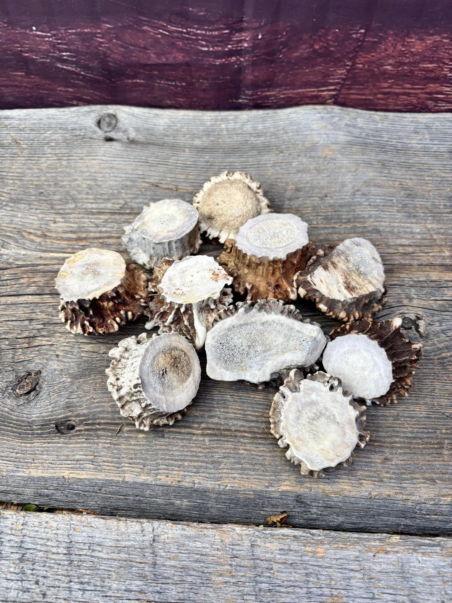 10 Large Deer Antler Rosettes. For Crafting, Decor and More