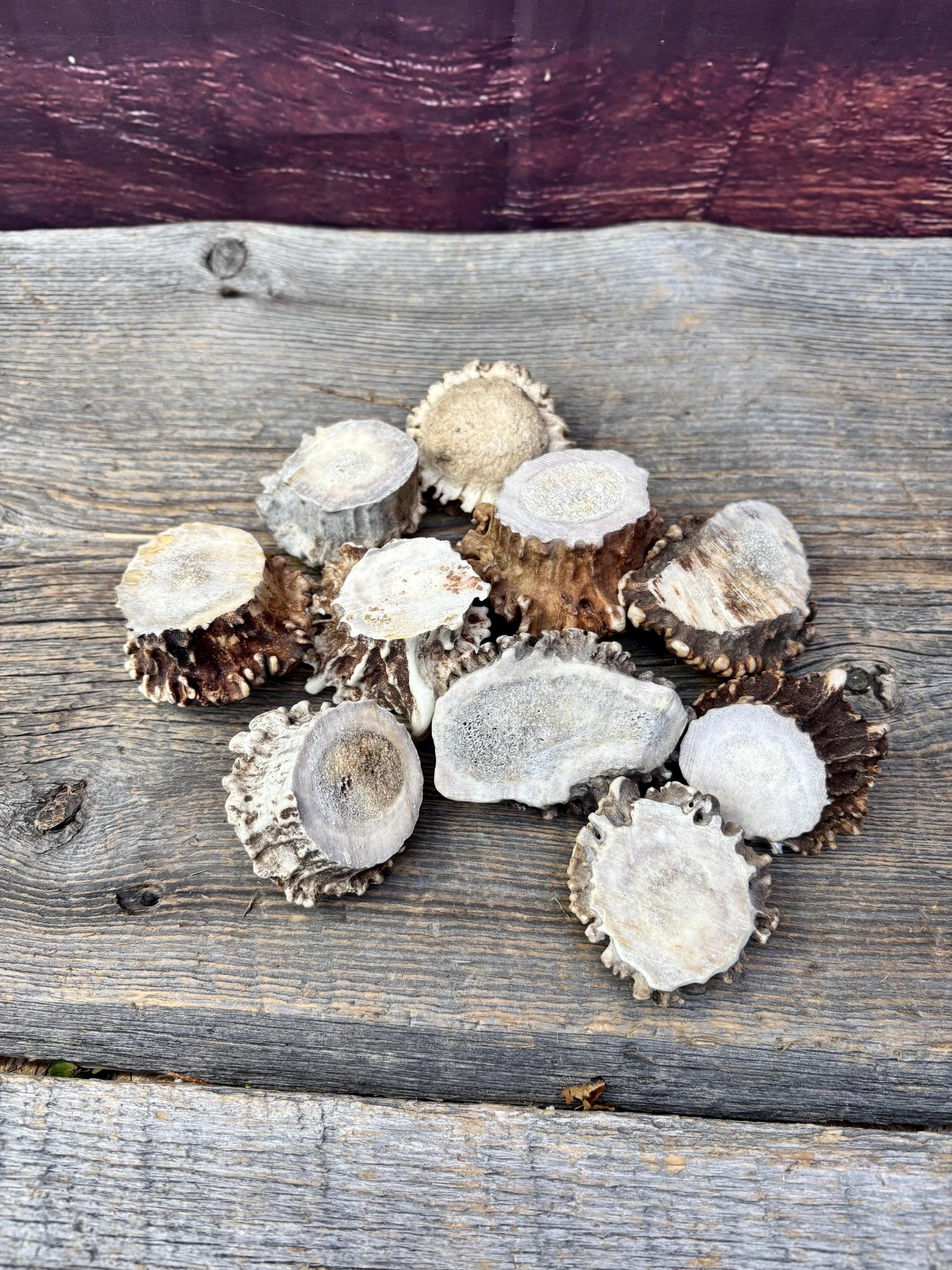 10 Large Deer Antler Rosettes. For Crafting, Decor and More