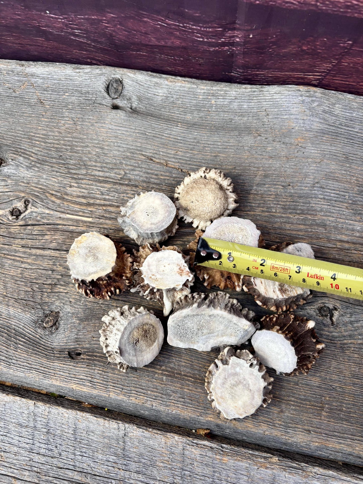 10 Large Deer Antler Rosettes. For Crafting, Decor and More