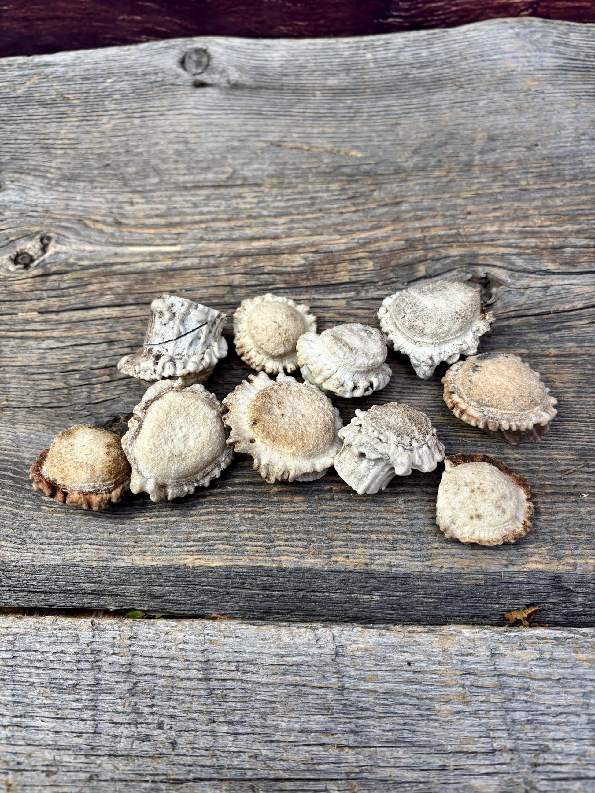 10 Small Deer Antler Rosettes. For Crafting, Decor and More