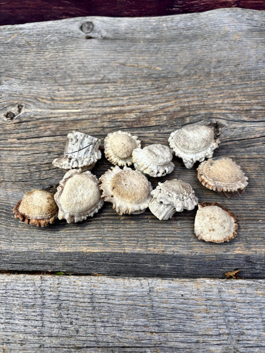 10 Small Deer Antler Rosettes. For Crafting, Decor and More