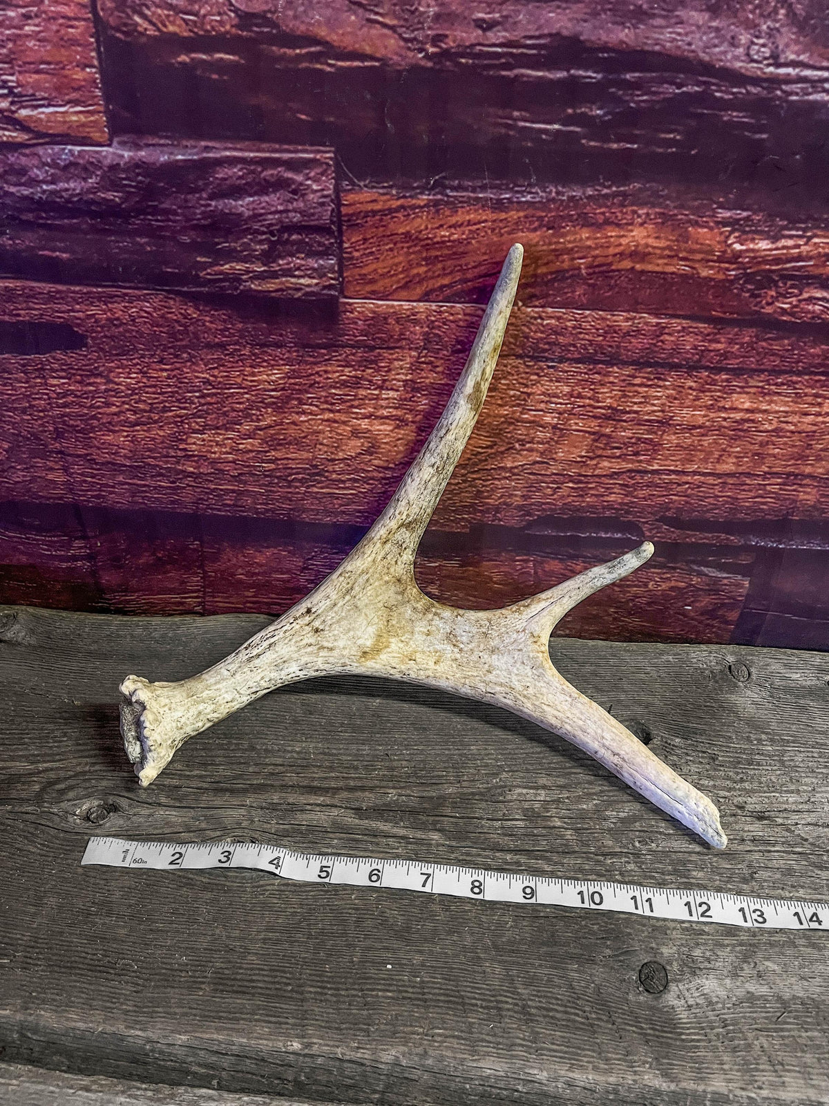 Bull Moose Antler. Small. Home decor table centerpiece, shelftop decor, and more.