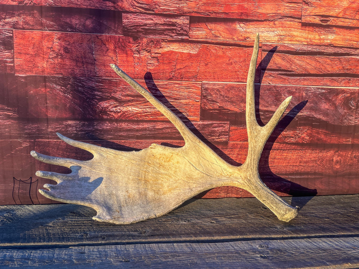 Extra Large Bull Moose Antler - Crafting, Decor and More!
